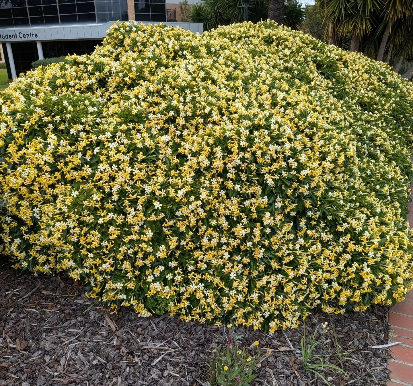 Frangipani. Make it Aus native. Make it dwarf. 😎🤟🏼

Gets neglected, is left unrpruned and is still covered in flowers every year! 

#hymenosporunflavum #nativefrangipani #gardening