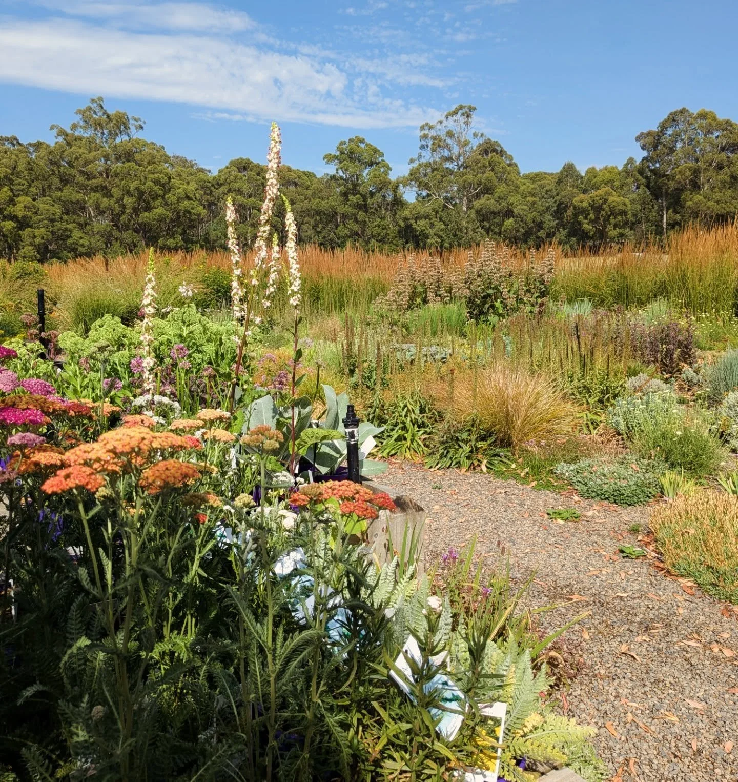 Cracking Teacher Day Out at @antique_perennials today. Big thank you to Matt for showing us around. 
So many plants, so much colour, so much texture, so much structure. The whole place is a full vibe ✌🏼✌🏼

2&amp;3 Scabiosa atropurpurea, with Panicu
