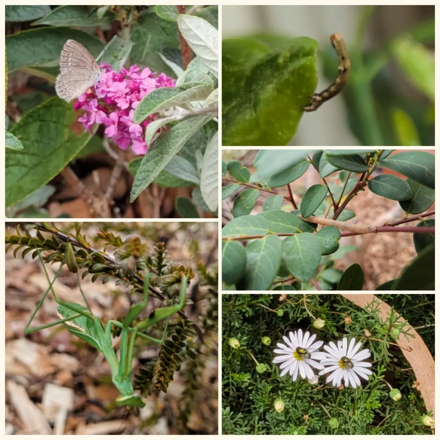 My eyes are currently honed in on bugs (see previous post!). Came home this afternoon and noticed a swathe of new, to my eyes, bugs in the garden and some friends who I know hang out here. Couldn't capture them all but here's a few!

#insects #habita