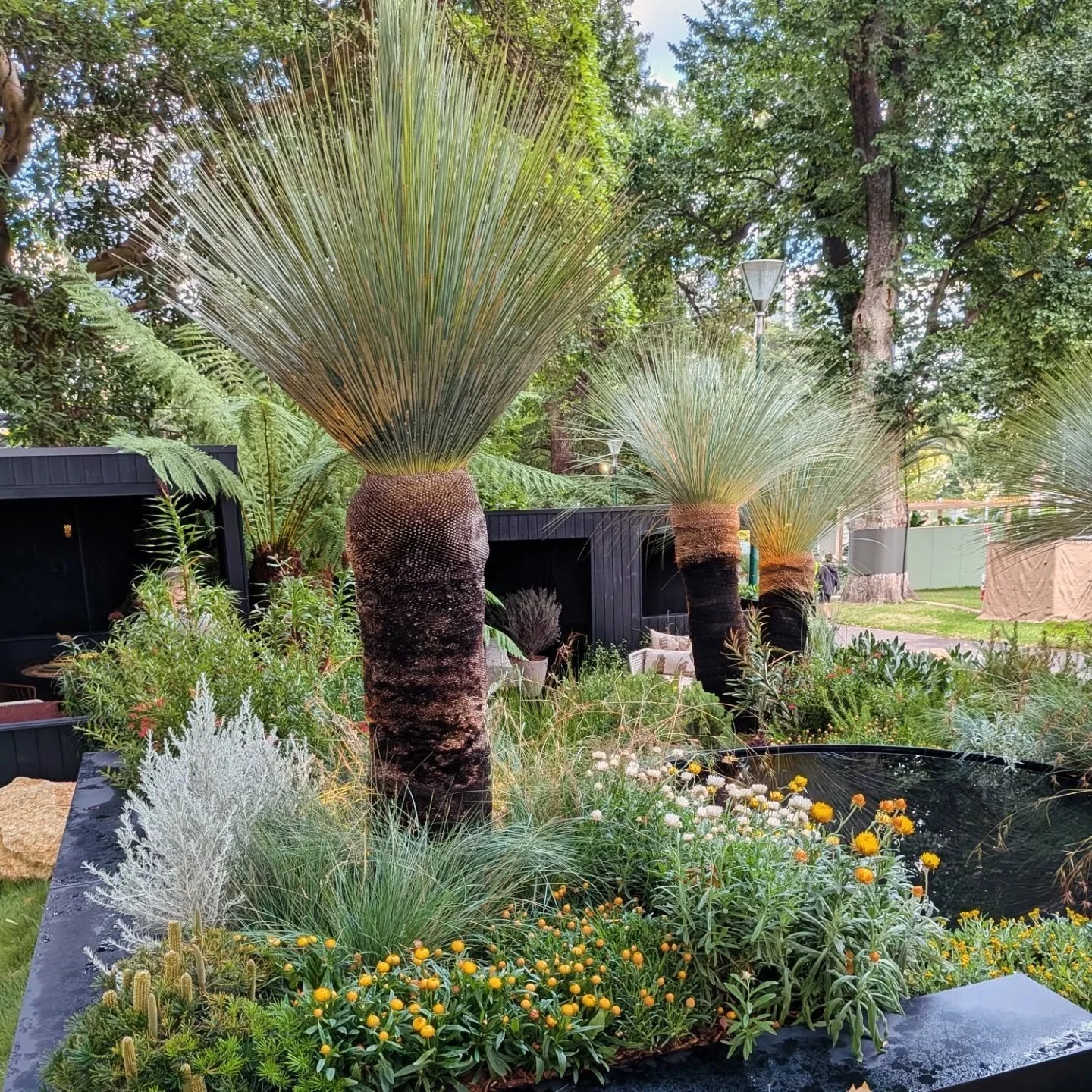 So proud of Kuranga and Matt York's show garden creation @melbflowershow 

Hat Trick of Gold medal, Best in Show, Best Use of Plants! 

A stunning use of Australian flora. Stop by and see it at the show. Just near the big fountain 

@kuranganativenur