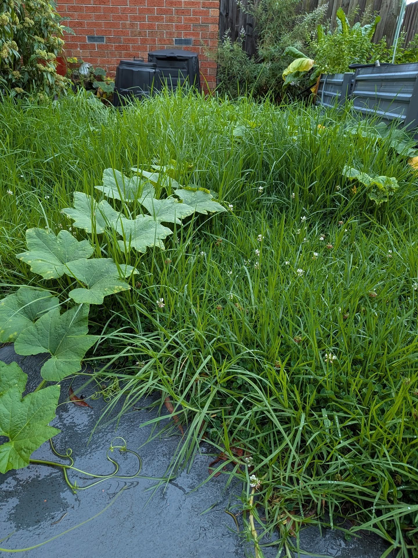 Trust me. There's a reason for this mess, I promise there are actual pumpkins in there!

My garden is keen for the @melbflowershow to be behind us.

Anyone else have a messy pumpkin patch?!

#messygarden