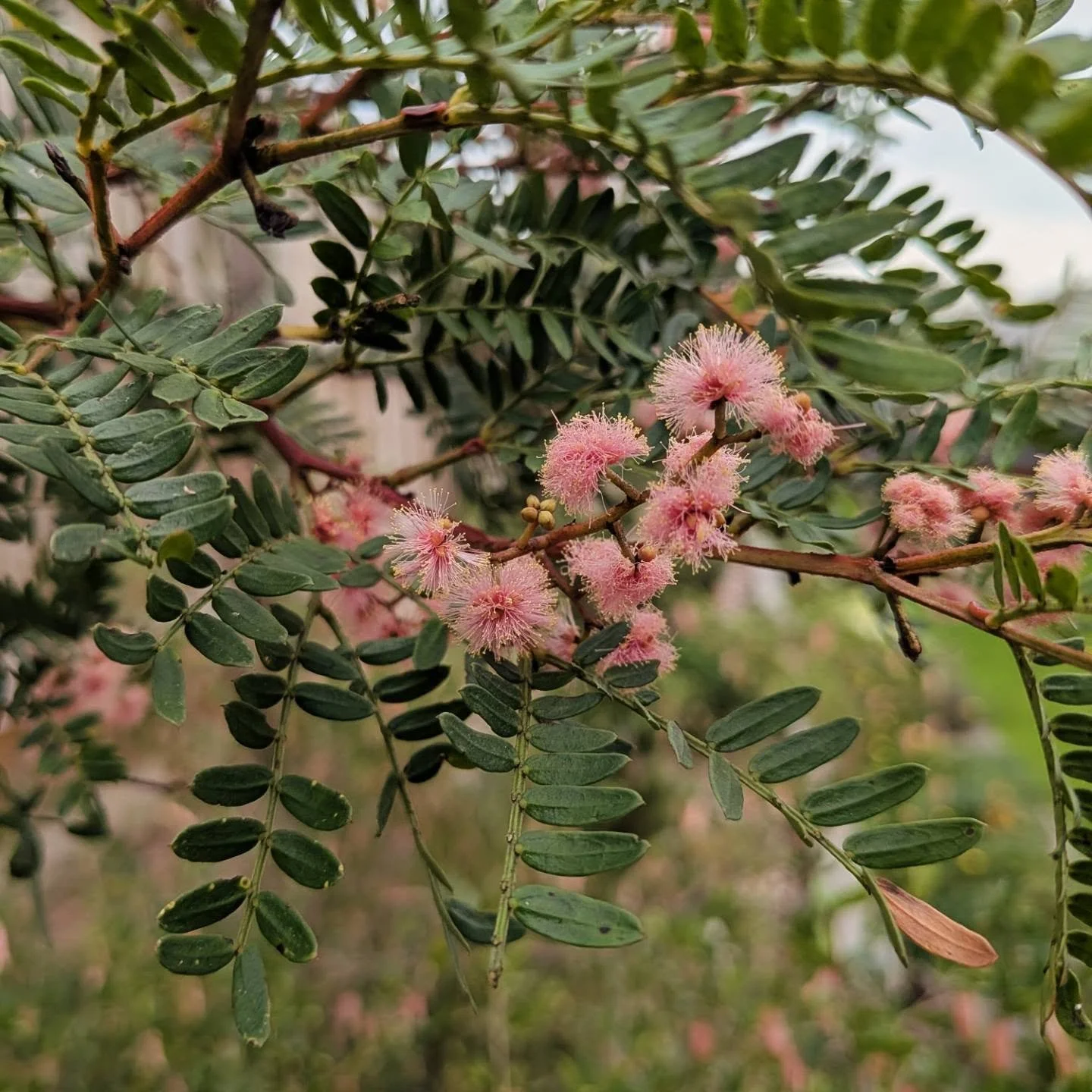 Many gardeners know the red wattle, 'Scarlet Blaze', but check out this pink flowering one! Acacia terminalis pink form. It hails from eastern Tassie
Sometimes sold as 'Pink Sunshine', if you're lucky enough to find it at specialist plant sales!

Let
