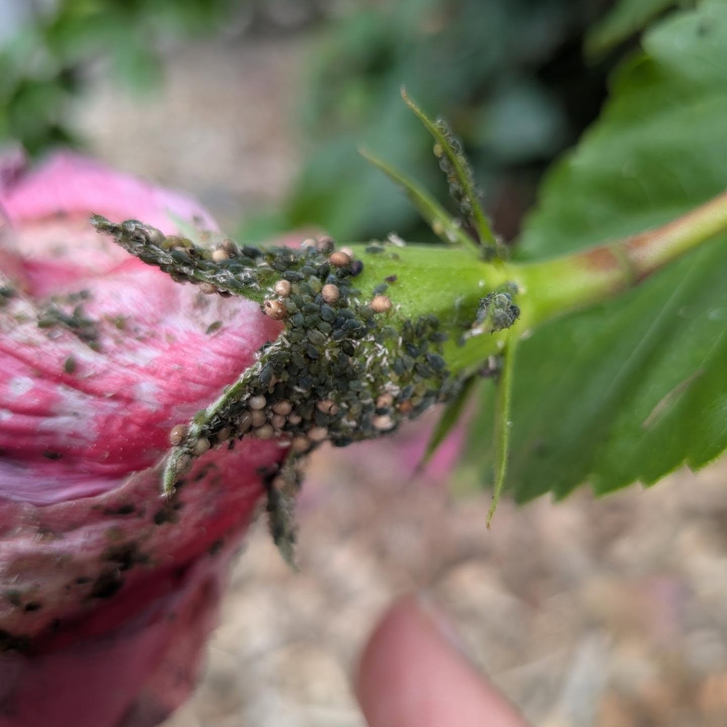 Good bugs, bad bugs! This particular double-bloom Hibiscus gets covered in black aphids every year on campus. And we get really excited! Because following the aphids are tonnes of parasitic wasps and lady bugs.

The wasps have arrived! The black spot