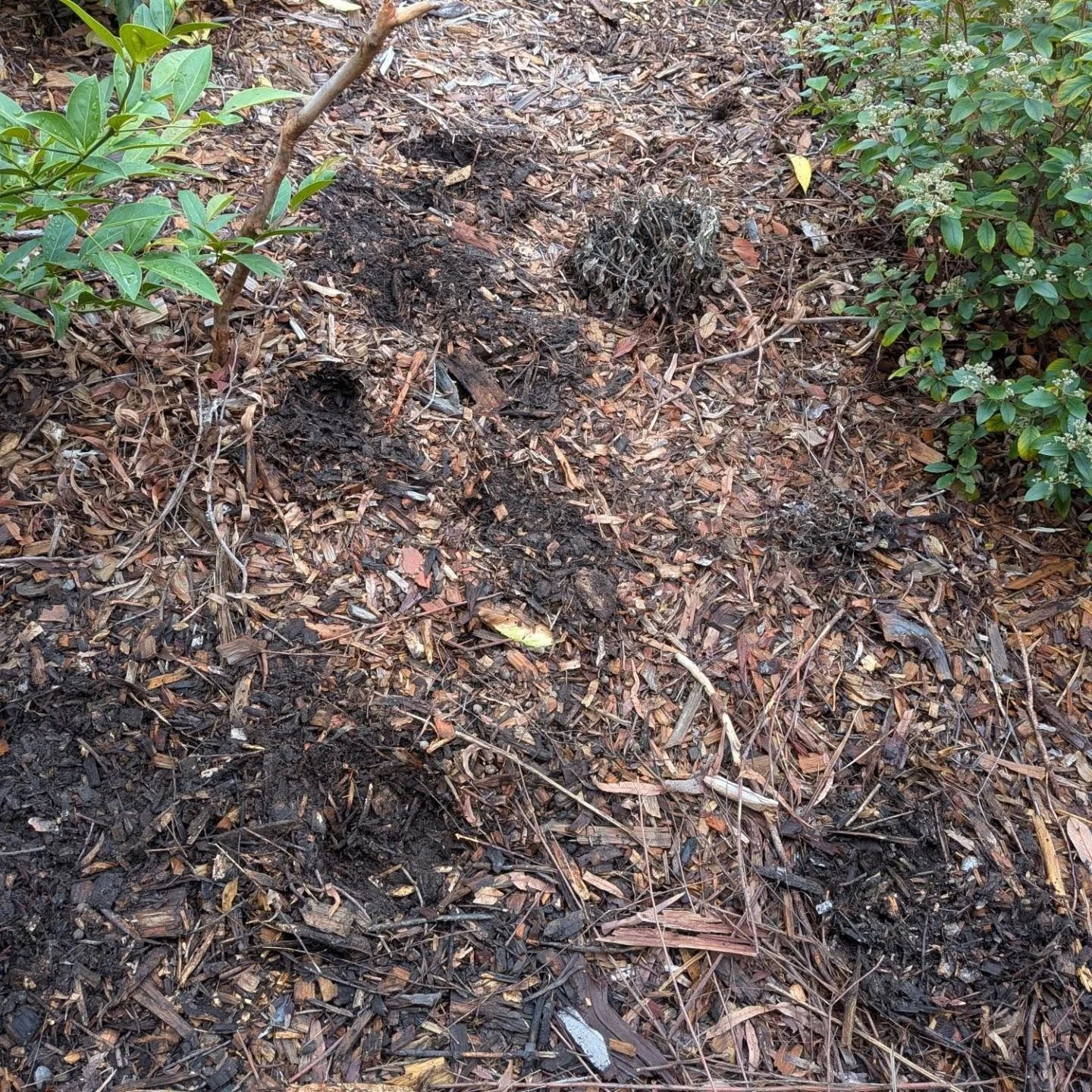 Something has been nuzzling in my garden.... And I reckon they're snacking on these beetle larvae (pic 3). Some of which are living dangerously close to the surface!

Recently dug planting holes have shown me there's heeeeaps of these grubs in the so