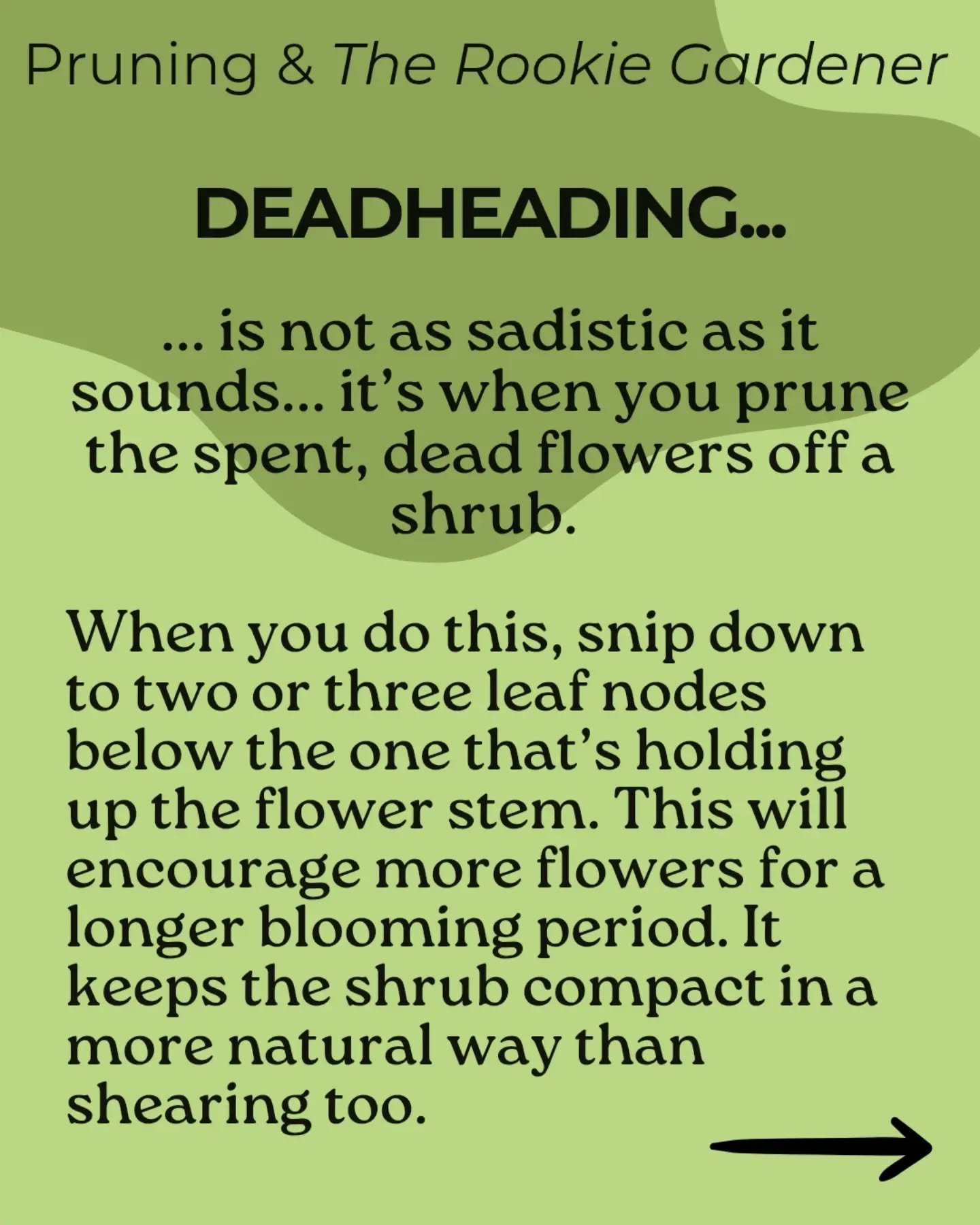 Deadheading is one of my favourite jobs in the garden! But what is it...

Do you have a favourite plant you love to snip and deadhead?! Mine are the large flowered Grevilleas 

#therookiegardener #deadhead #pruning