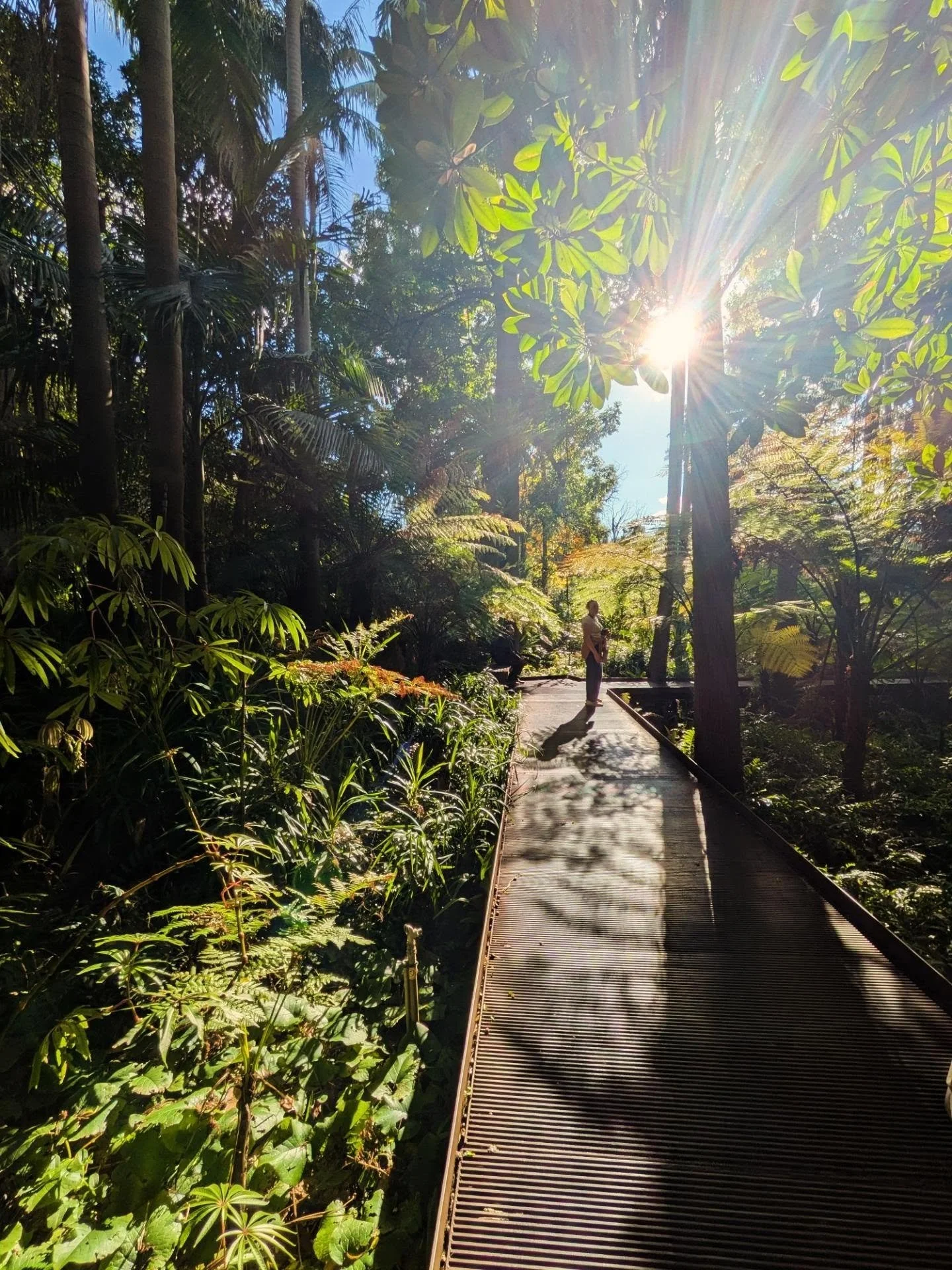 One for the grid. Fern Gully in the most perfect Autumn, afternoon sunlight 

#gardeningaustralia #royalbotanicgardensmelbourne #abcmygarden