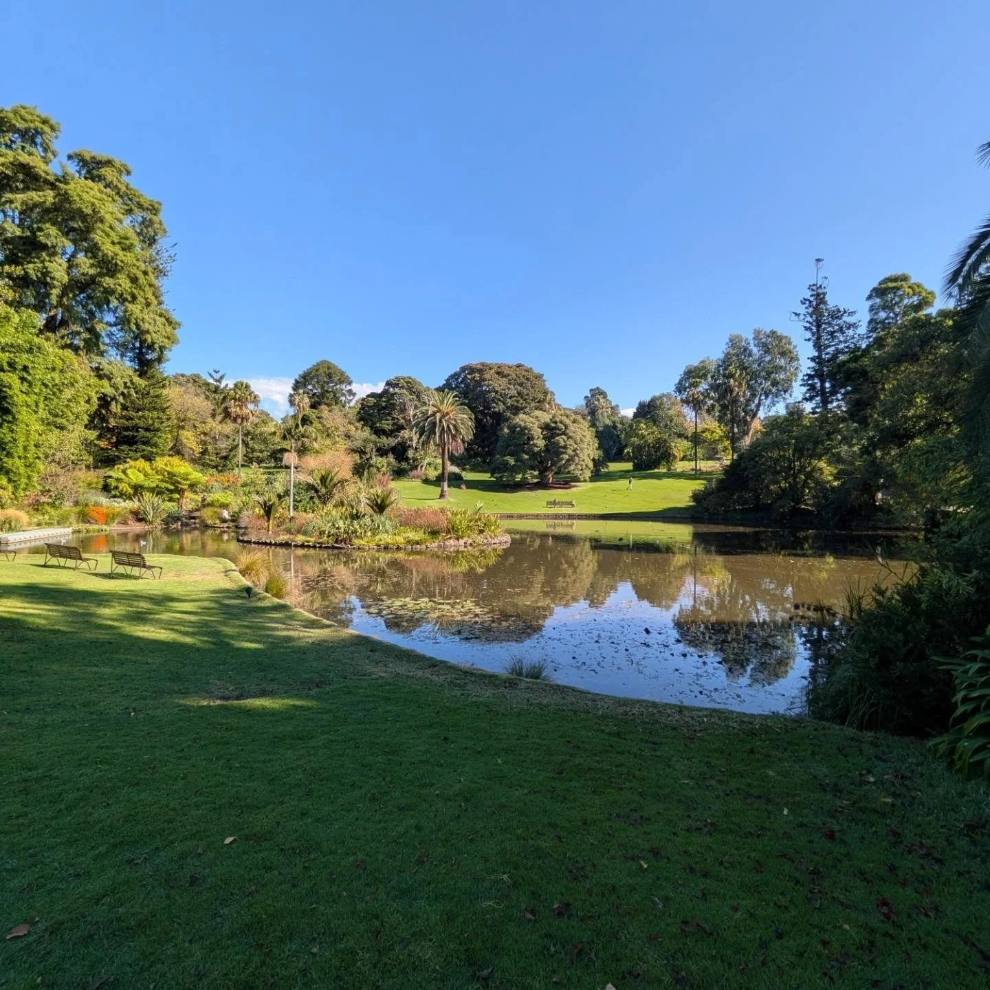 Pretty cool week at work:
🌿 Royal Botanic Gardens Melbourne 
🍁 National Herbarium of Victoria
🍌 Heronswood Gardens &amp; banana flowers
🔥 Burning our Victorian Volcanic Plains grassland bed (10- before, 11- after)

..... All in the name of learni