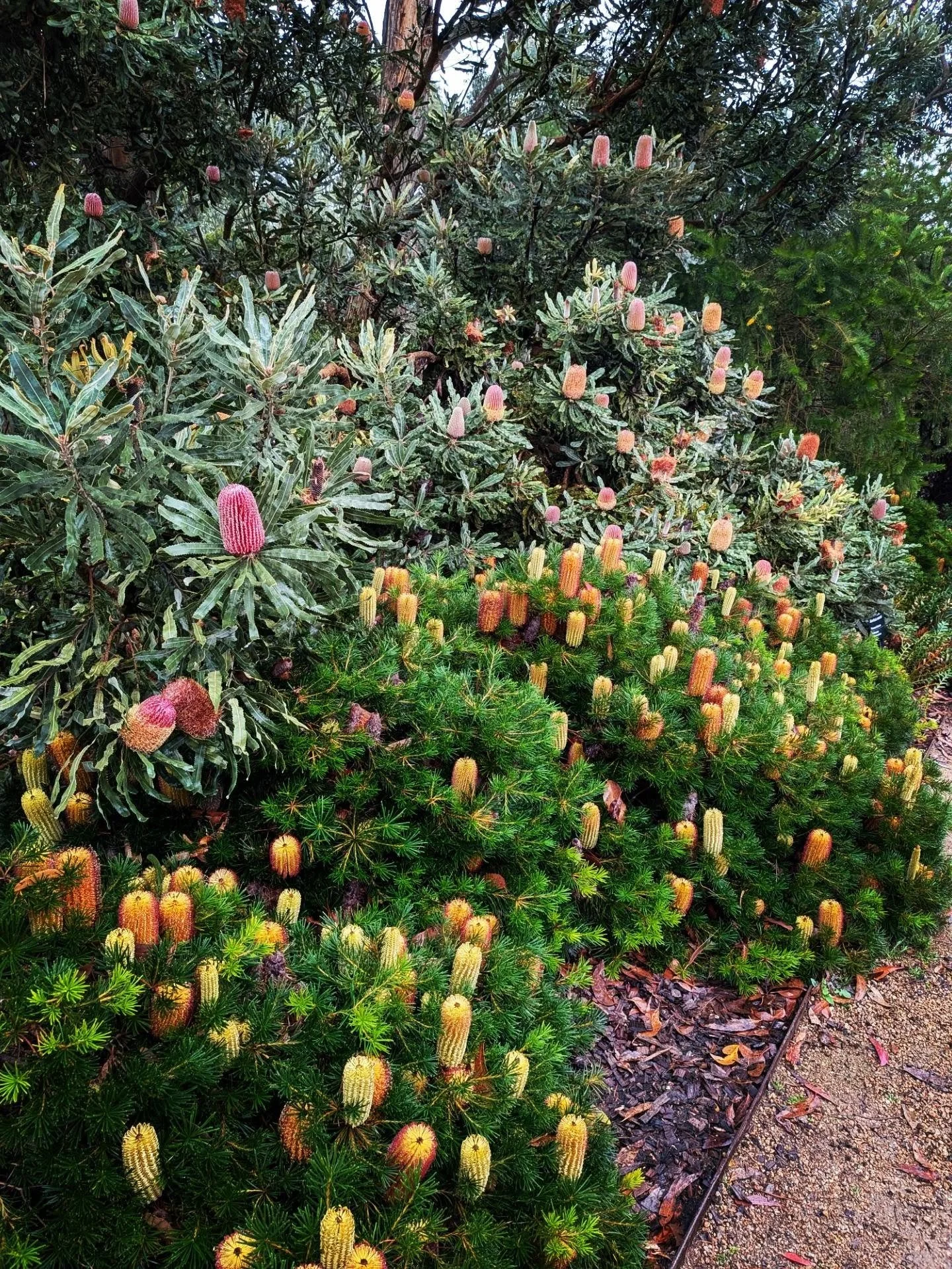 Banksia love from Cranbourne Gardens 🫶🏼💛❤️💛

These plants would be some of the most photographed in the gardens. They're almost always in flower.
Top to bottom roll call: Banksia menziesii, B menziesii dwarf, Banksia spinulosa dwarf form (likely 