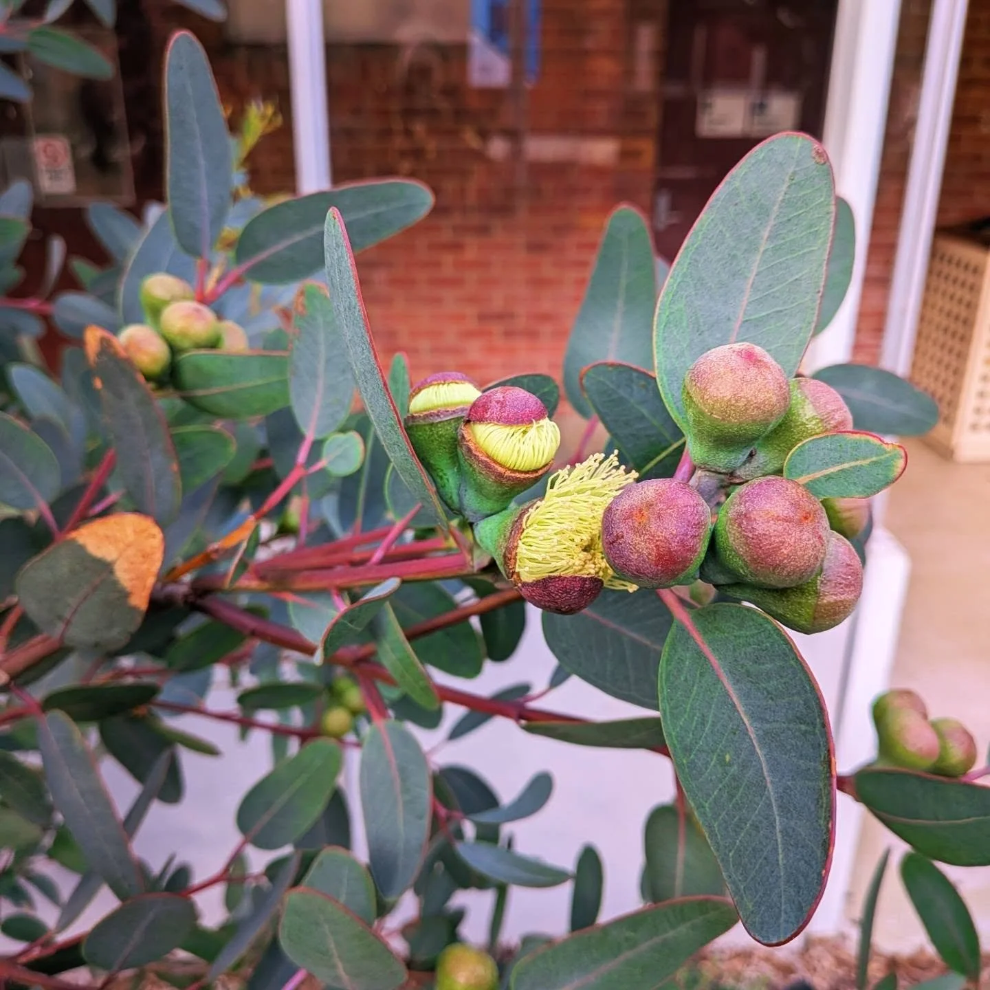 The Bell Fruited Mallee, Eucalyptus preissiana, is starting to flower at Fairfield campus! Those buds have been teasing us for months. 

I just love that as the weather is starting to get drab and grey, this little gum tree is being a little beacon o