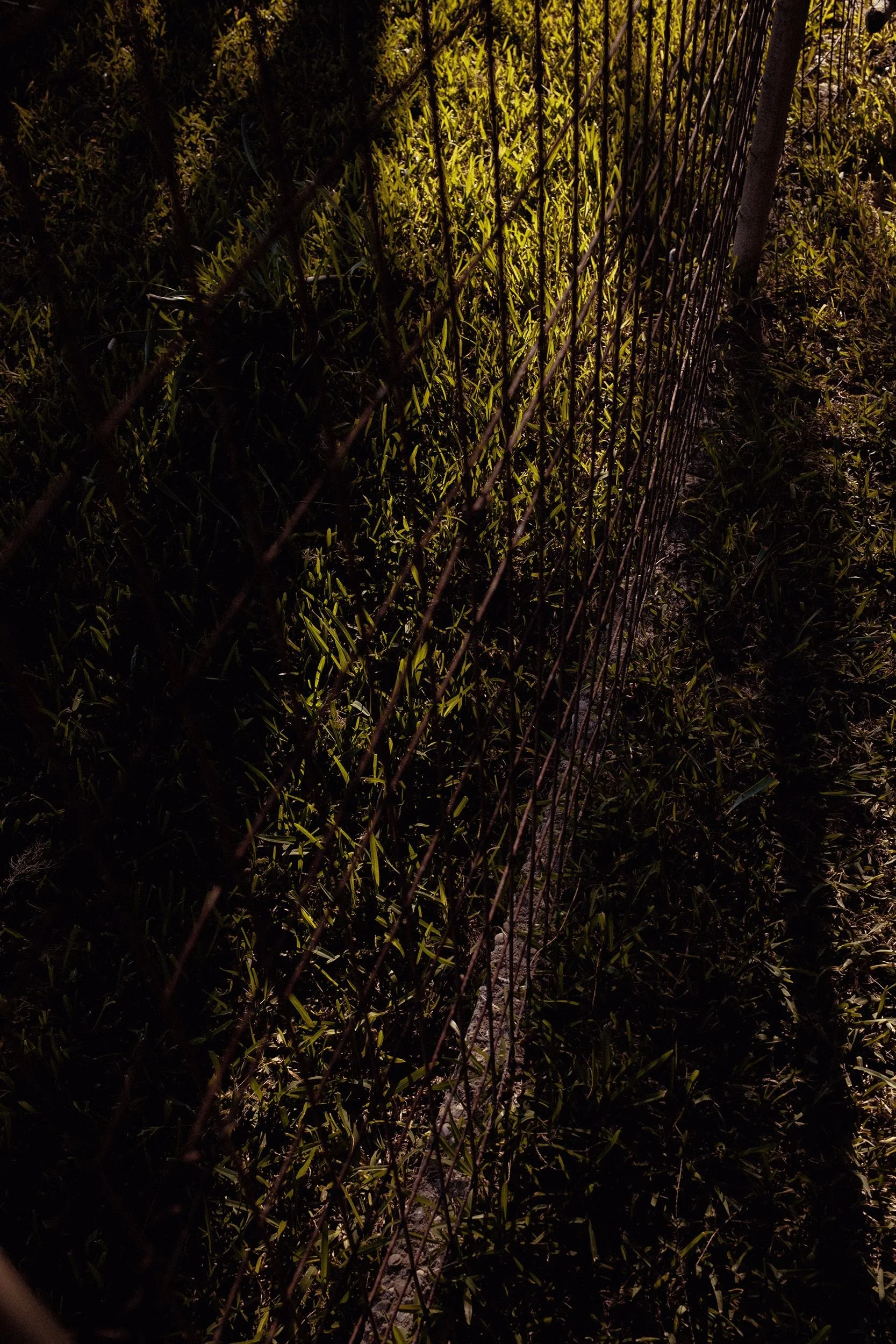 A barbed wire fence running through tall grass outside at night, illuminated by a faint light.