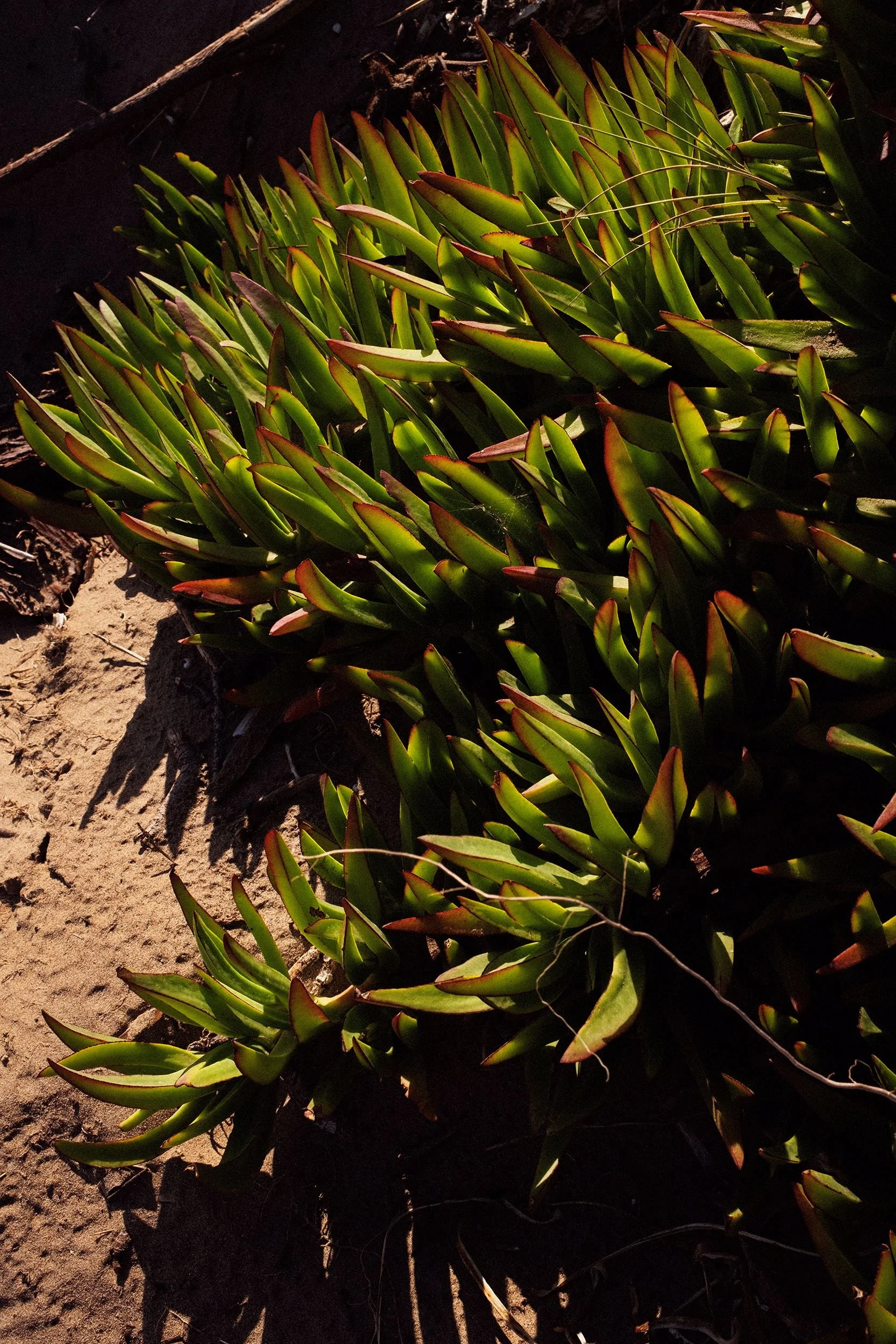 Close-up of green succulent plants with pointed leaves, growing in sandy soil with some sunlight and shadows.