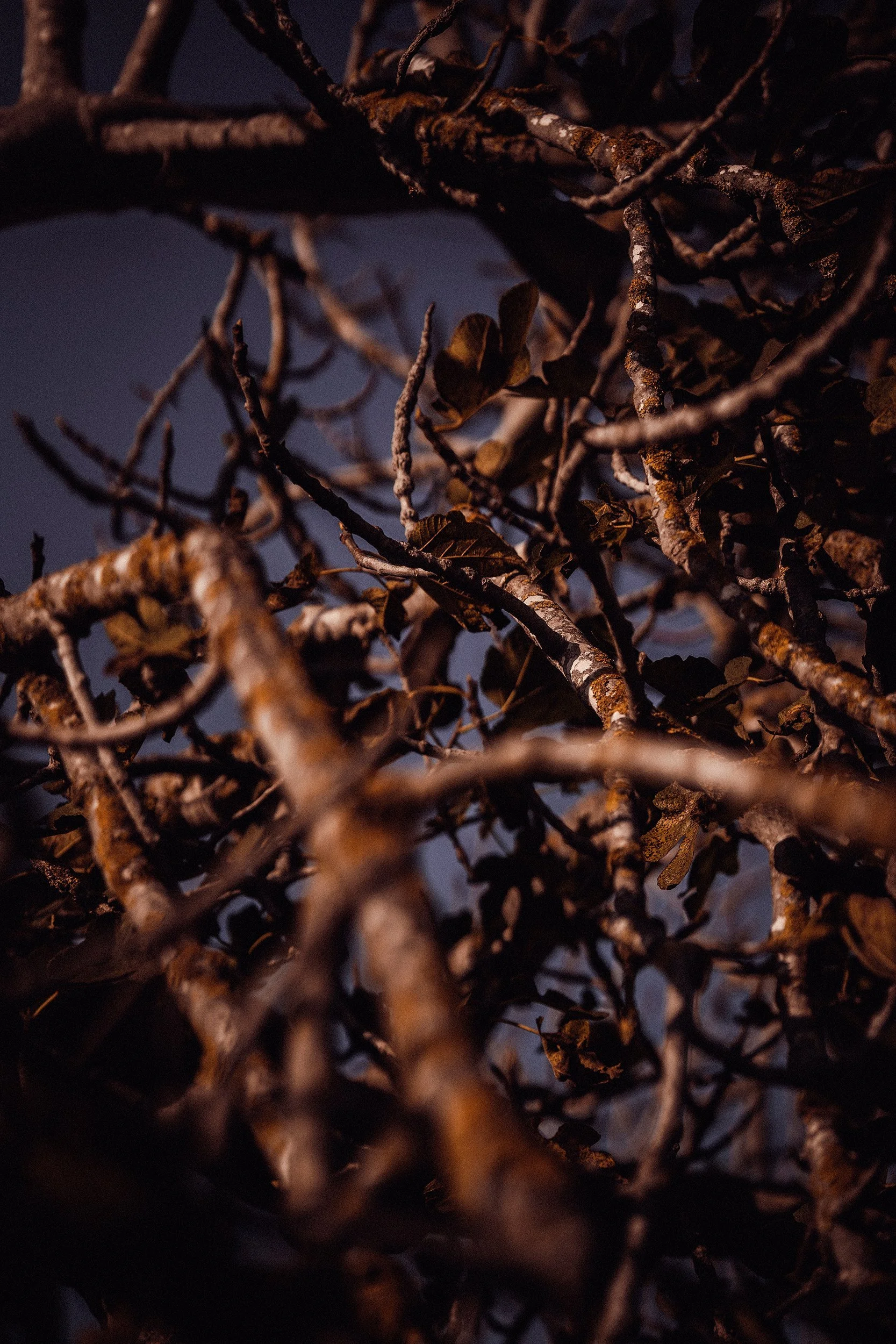 Close-up of tangled dry tree branches and leaves against a dark background.