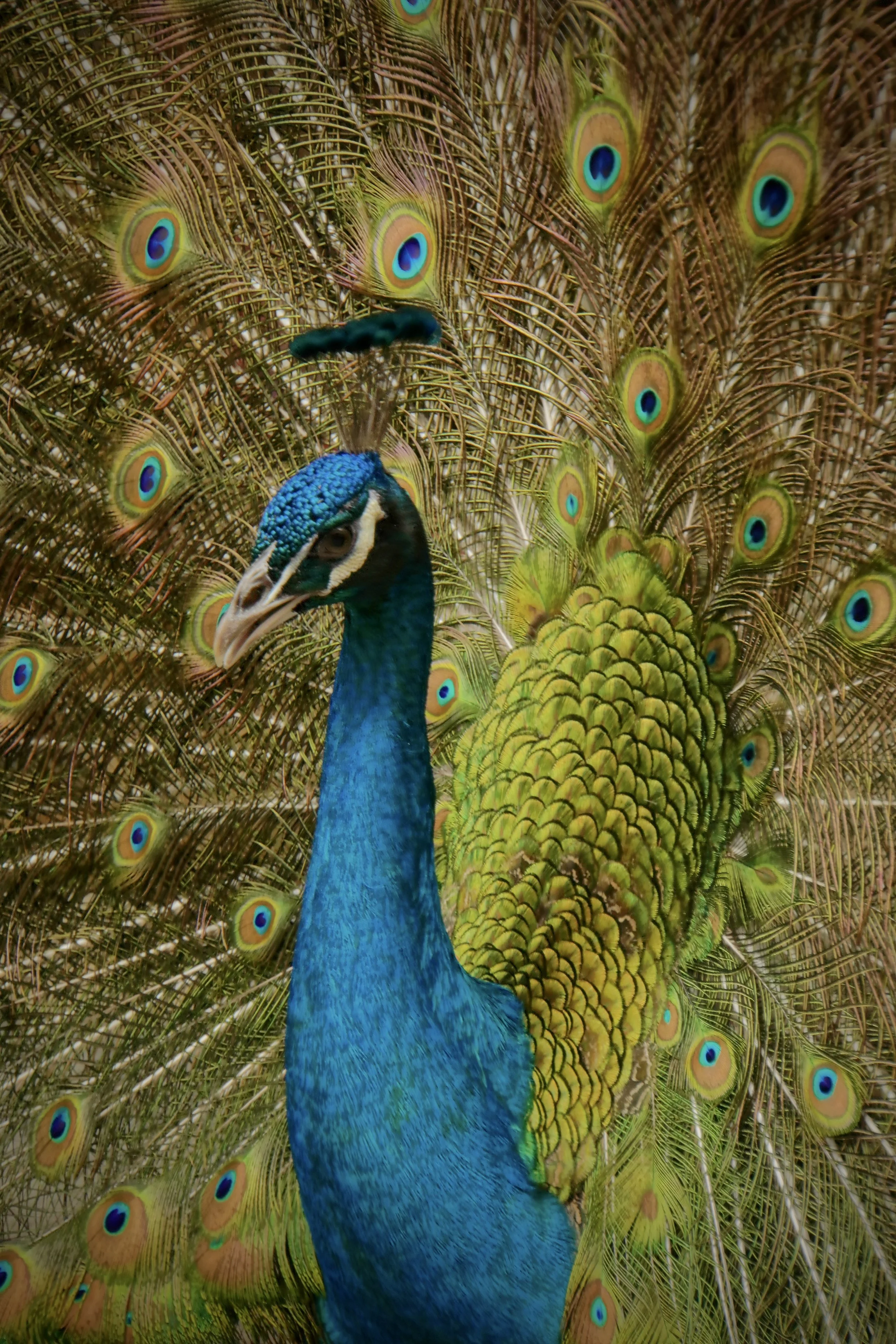 January 18, 2026. The love of Creation