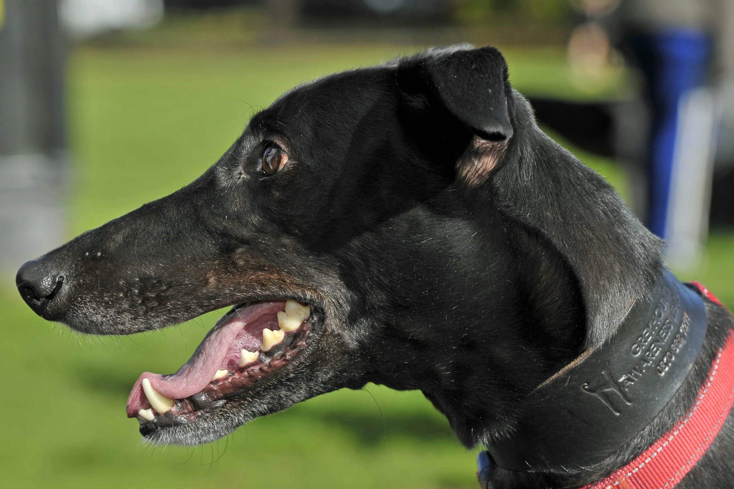 Great Global Greyhound Walk