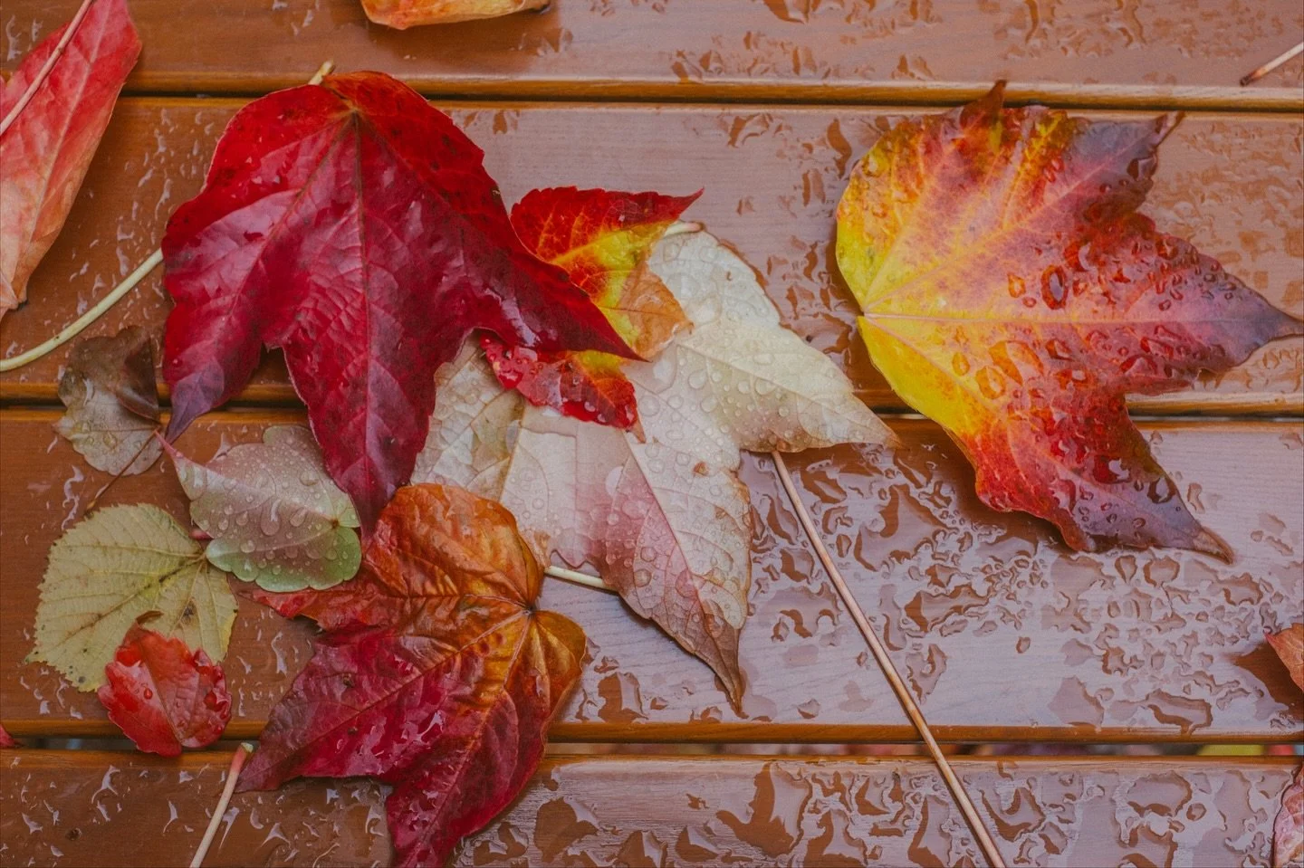 Work days, short walks, and leaves turning.

📍 Munich, Germany, November 2025
📸 Fujifilm X-T5

#munich #m&uuml;nchen #bavaria #autumnlight #fallcolors #travelphotography #streetandstory #fujifilm #xt5 #fujilove #fujifilmfocus