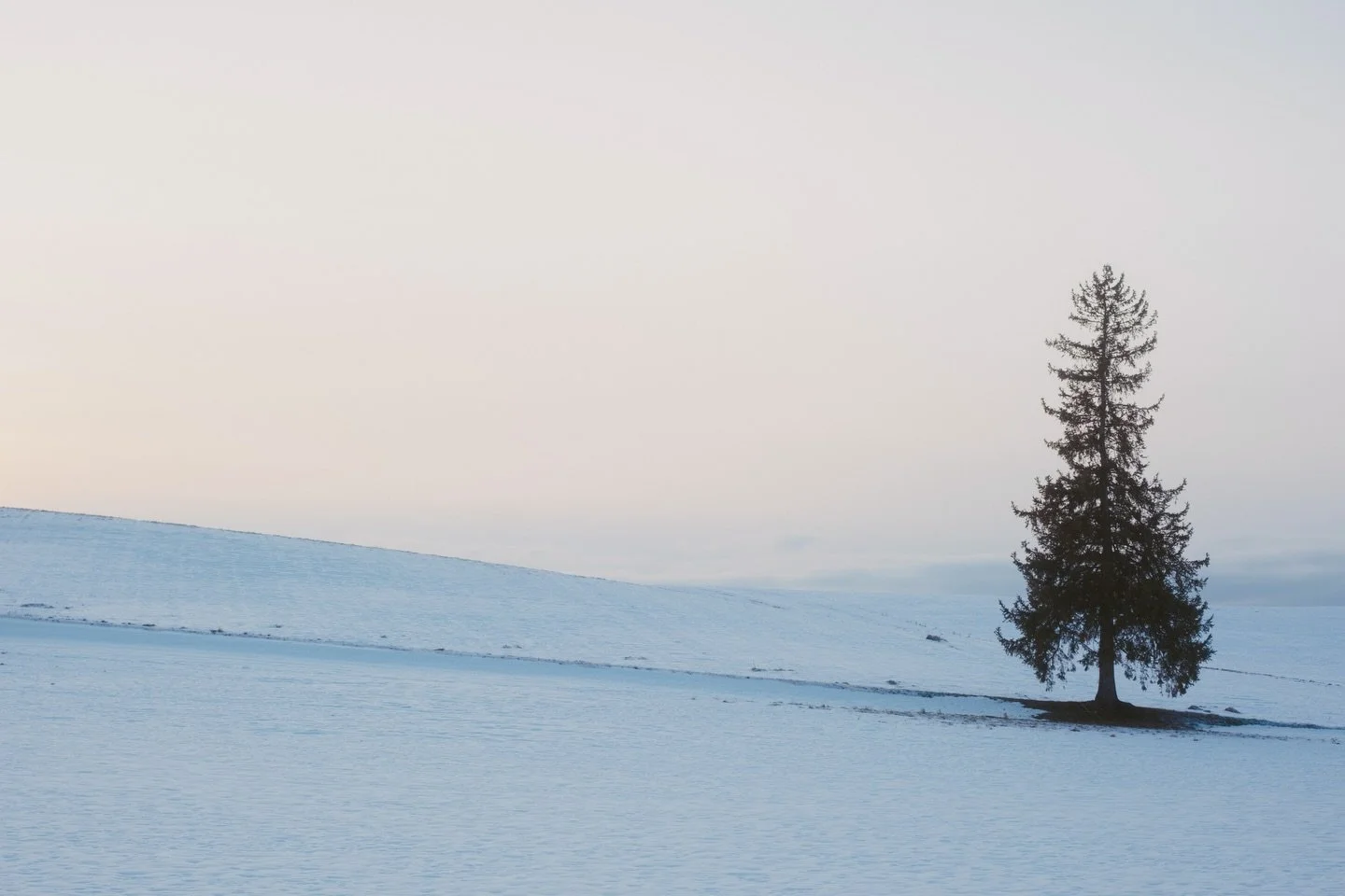 Biei&rsquo;s &ldquo;Christmas tree&rdquo; is something special. It&rsquo;s just a simple shape in a huge winter landscape, but it&rsquo;s exactly the kind of scene that helps you forget everything for a moment and just exist.

📍 Biei, Hokkaido, Japa