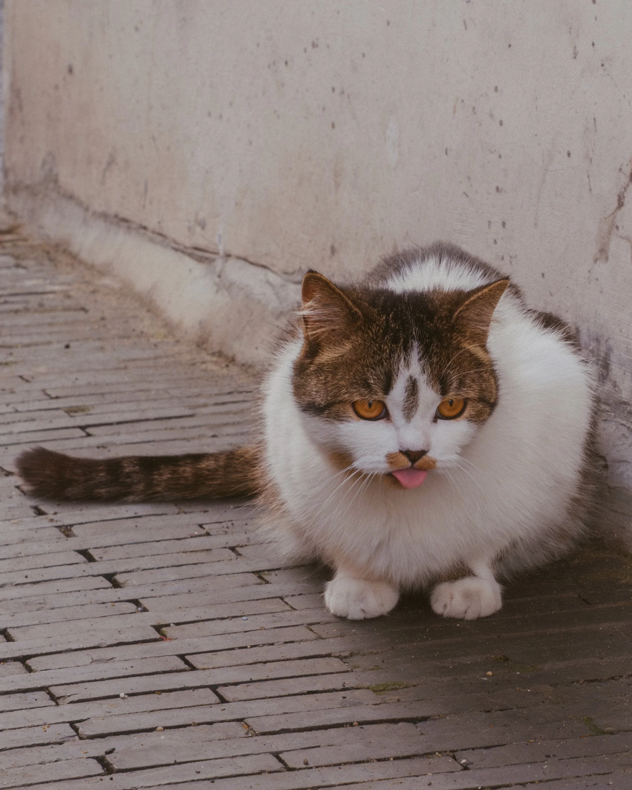 A small street in Yangzhou and the locals who run it.

📍 Yangzhou, China, June 2026
📸 Fujifilm X-T5

#yangzhou #china #catsofinstagram #streetcats #fujifilmxseries