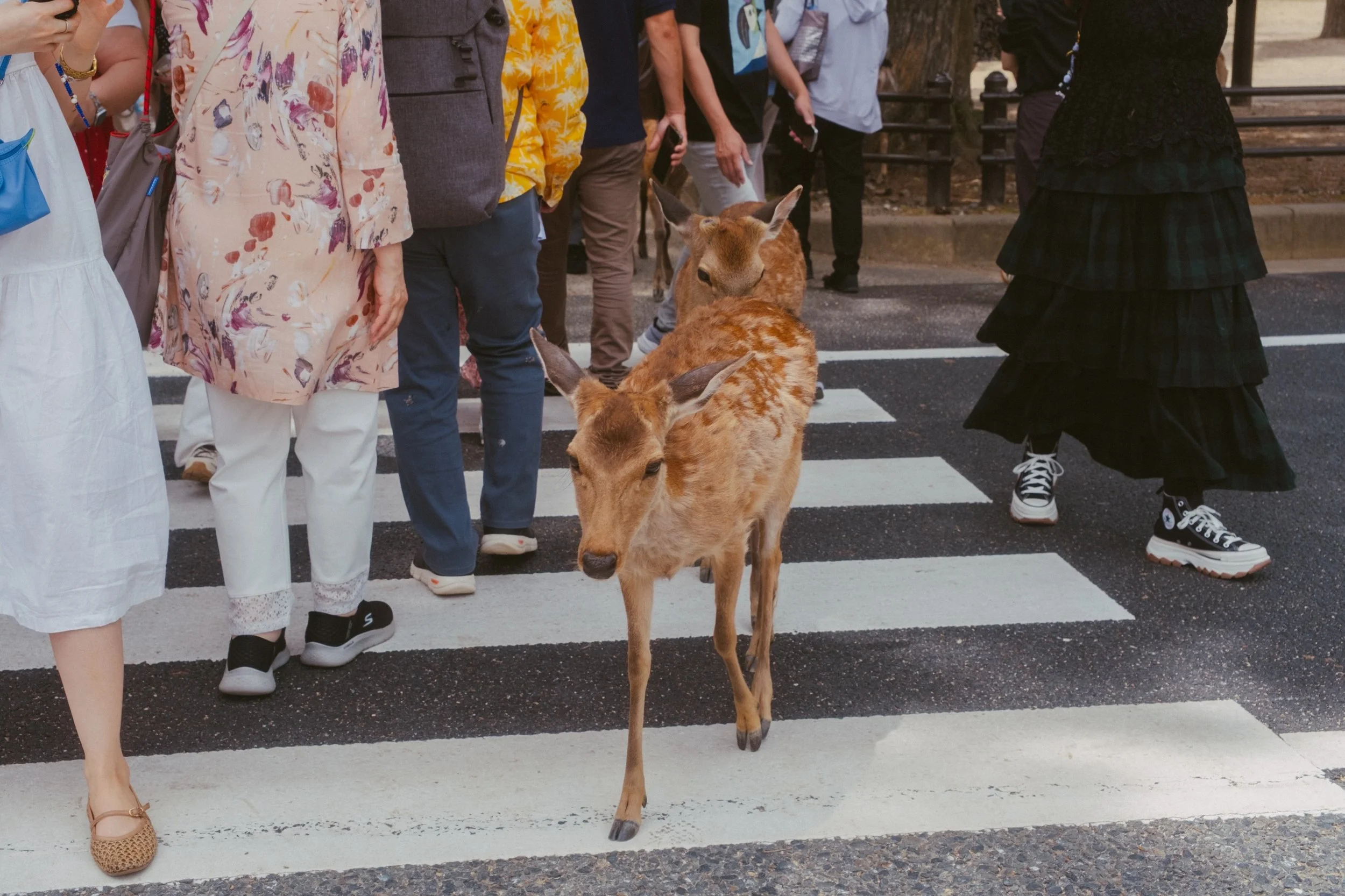 The deer in Nara have had the run of the place for centuries. They cross at the crossing with everyone else, sit down in the middle of the path, walk up to the cracker seller like paying customers.

📍 Nara, Japan, May 2026
📸 Fujifilm X-T5

#nara #n