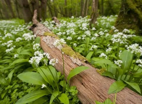 RHO_Wild_Garlic-2887.jpg