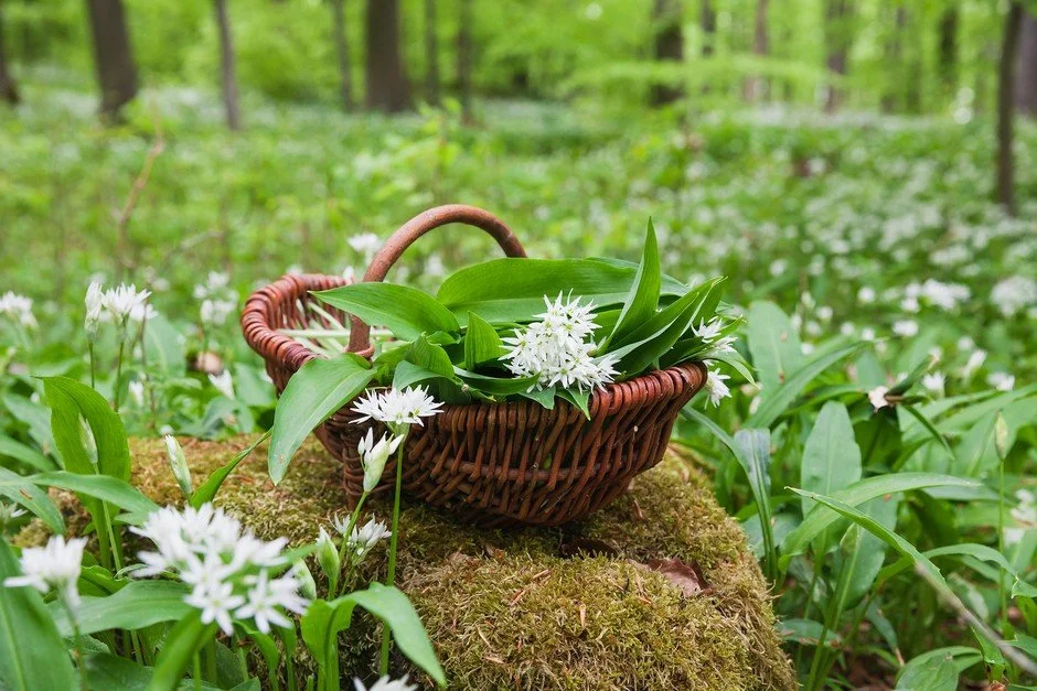 Wild About Wild Garlic!
