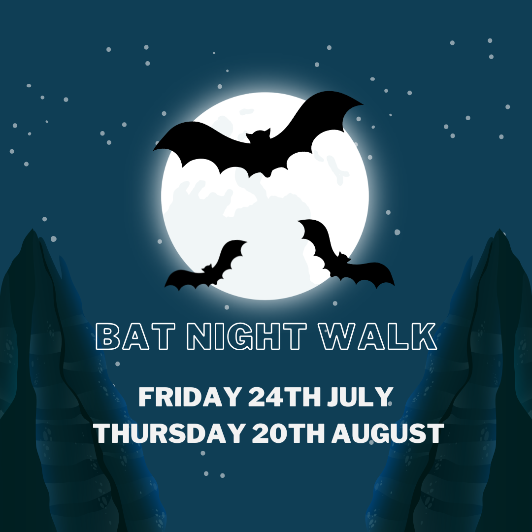 BAT NIGHt Walk (2).png