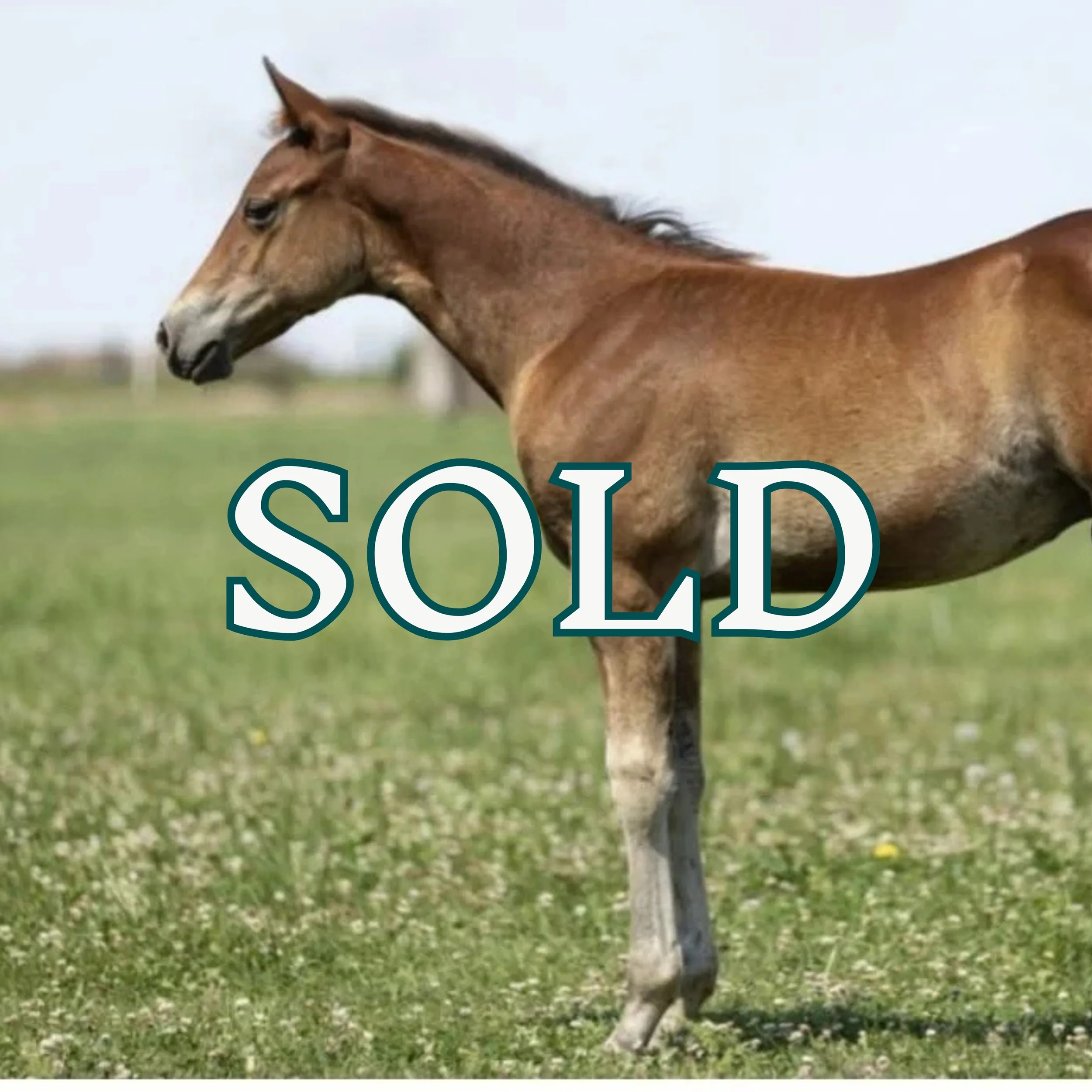 FRIDAY | SOLD