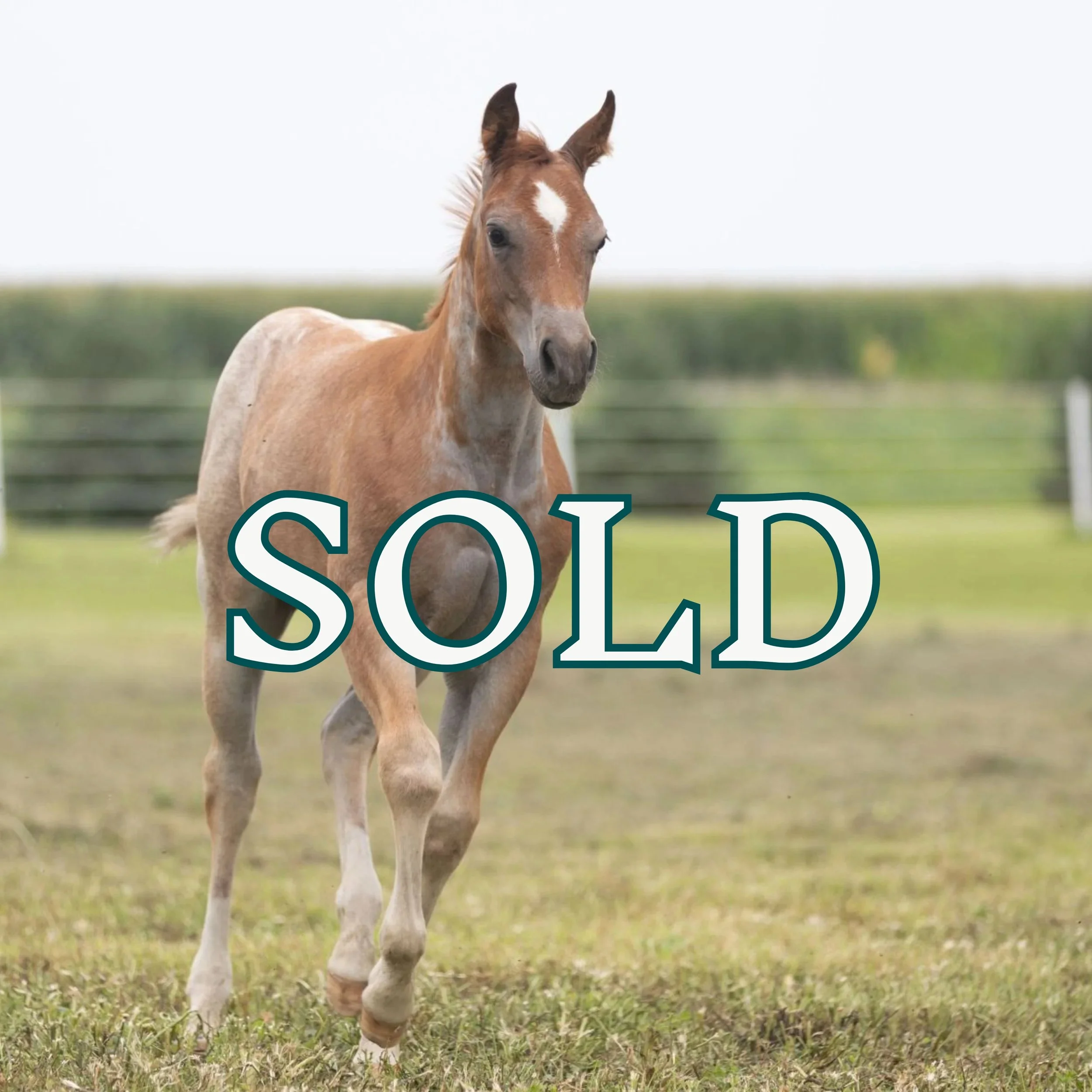 A METALLIC BENITO | SOLD