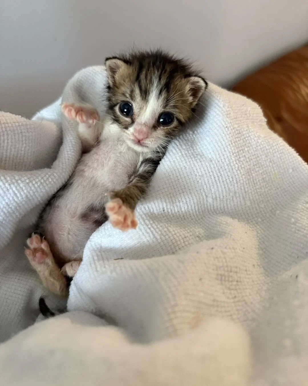 🐾 Happy Update on Baby Willa! 🍼💗

Sweet little Willa was rescued when she was just a few days old&mdash;tiny, fragile, and in need of round-the-clock care. Since then, she&rsquo;s been lovingly bottle-fed and cared for in her foster home, where sh