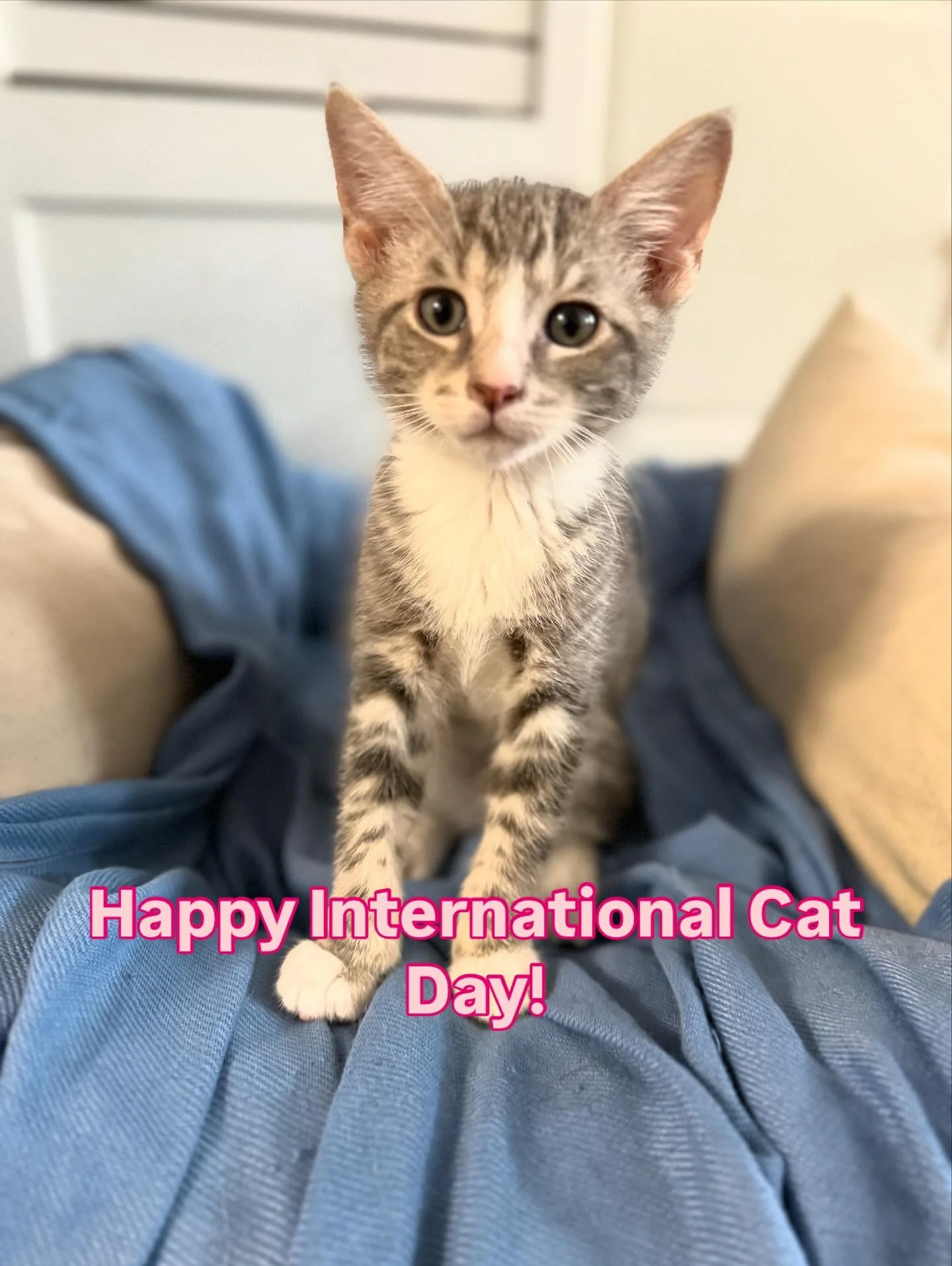 Behind every purr is a story.  Let&rsquo;s make more of them happy.😻💕 💖  #internationalcatday #rescuecatsrock #catlivesmatter #catsofnyc
