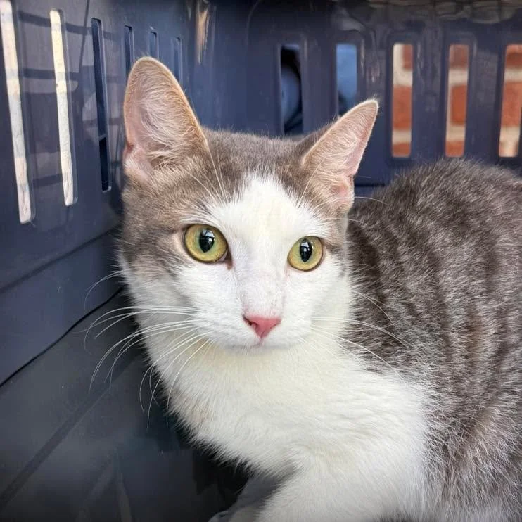 How handsome is our sweet boy Liam?😍

At just 8 months old, he&rsquo;s full of charm and ready to meet his forever family! You can meet Liam in person at our upcoming adoption event on August 23rd from 12&ndash;4 PM at Modern Pet, located in the Bay