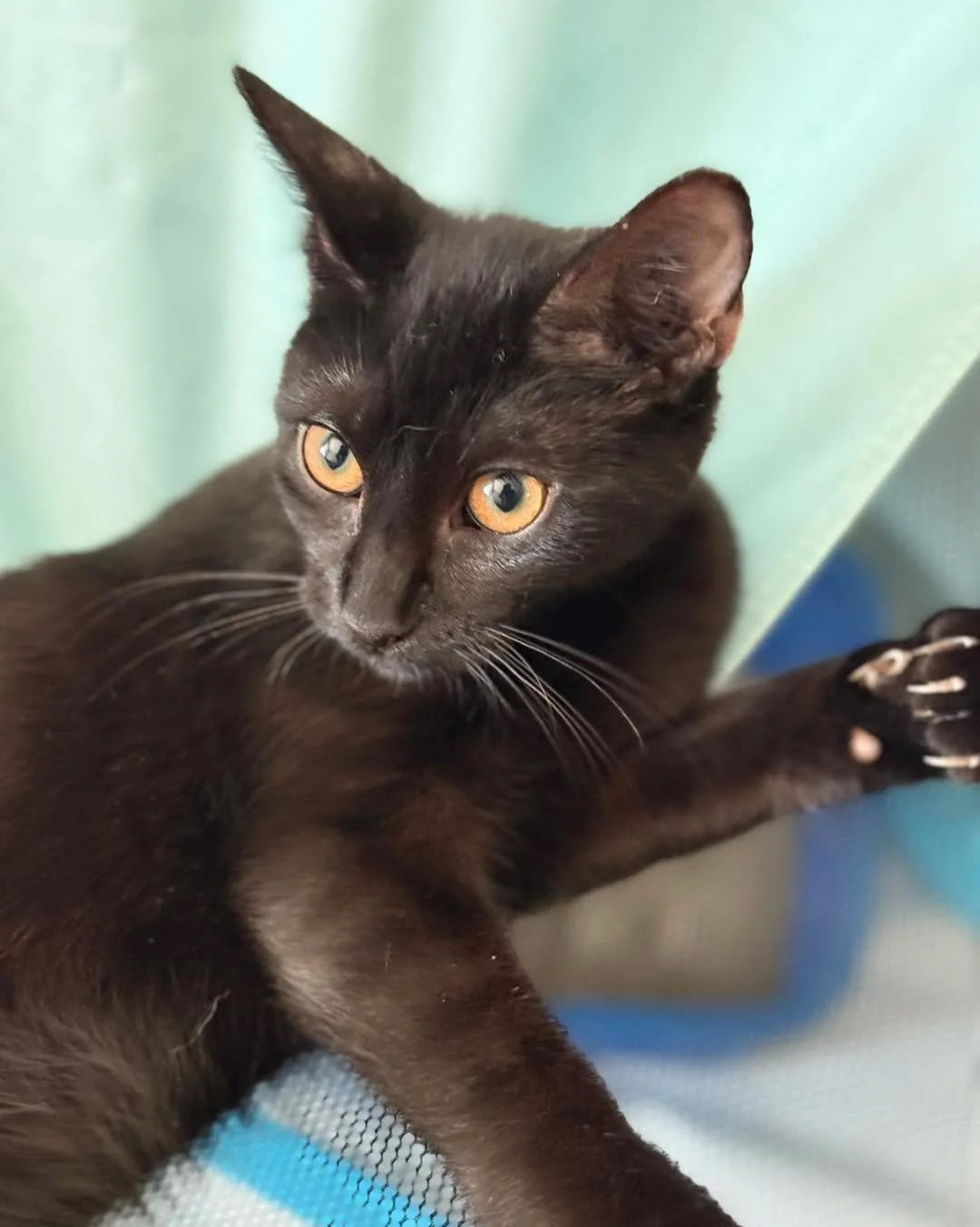 Meet Henry &mdash; our sleek little mini panther!🐈&zwj;⬛
At just 4 months old, Henry is all charm, curiosity, and cuddles. With his silky black coat and playful spirit, this pint-sized panther is ready to prowl his way into your heart.

Come meet He