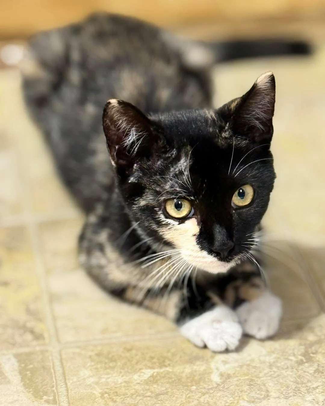 Say hello to little Zelda!🐱

At just 3 months old, this precious girl is already stealing hearts with her playful spirit and gentle purrs. Zelda is searching for a loving forever home&mdash;and she just might be the perfect addition to yours!

Come 