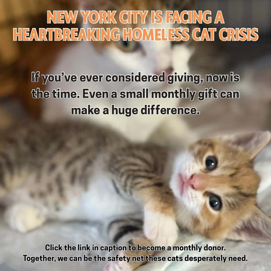 ‼️New York City is facing a heartbreaking homeless cat crisis. With the ACC halting intake, countless cats have nowhere to turn. 🐾💔

Every donation helps us step in where the system can&rsquo;t&mdash;providing shelter, food, and medical care for an