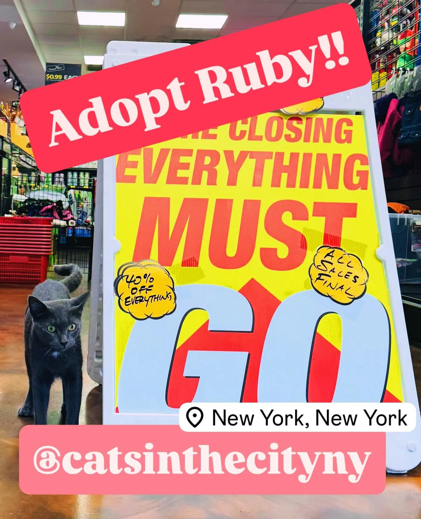 Adopt Ruby! This tiny girl is is full of character! Ruby loves the spotlight and would prefer to be the only cat because she can&rsquo;t bear to share the attention!  And she will definitely steal all the attention!  Ruby is sweet, fun, talkative, af