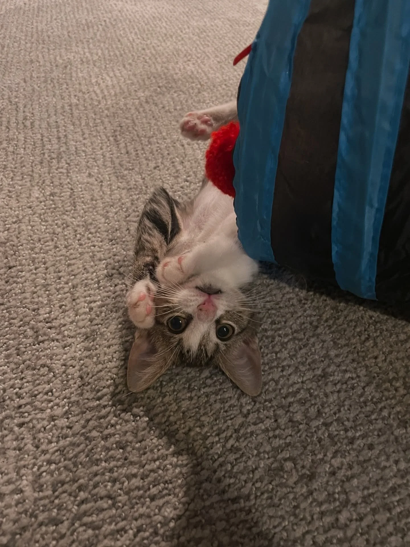 🐾 Willa Update! 🐾
Here&rsquo;s a little happy news from the kitten corner &mdash; foster baby Willa is thriving! 💕 She&rsquo;s growing fast, full of spunk, and has officially mastered the art of the zoomies.

Rescued at just a few days old and bot