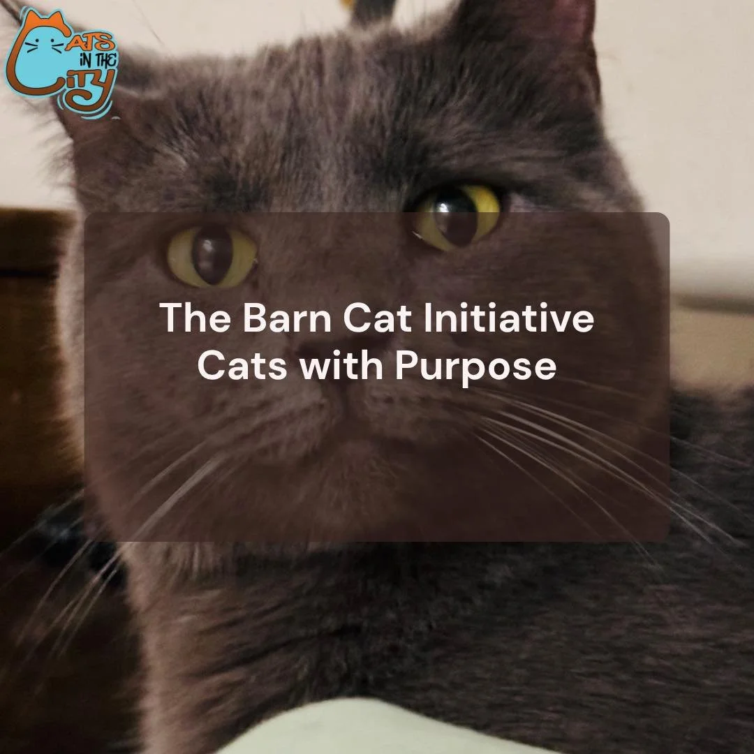 Give a Cat a Purpose &mdash; and Your Barn a Break 🌾
Our Barn Cat Initiative helps feral and semi-feral cats find safe outdoor homes where they can thrive.
All are spayed/neutered, vaccinated, and healthy.

We provide transport, setup, and guidance 