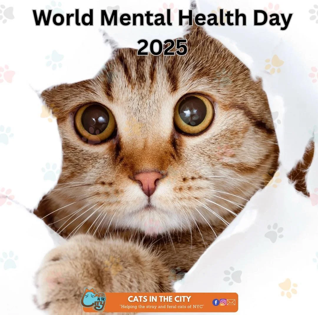 World Mental Health Day 2025 

Studies show that spending time with cats can lower cortisol levels, reduce anxiety, and even slow heart rate &mdash; their rhythmic purrs have been linked to calming the nervous system and promoting emotional regulatio
