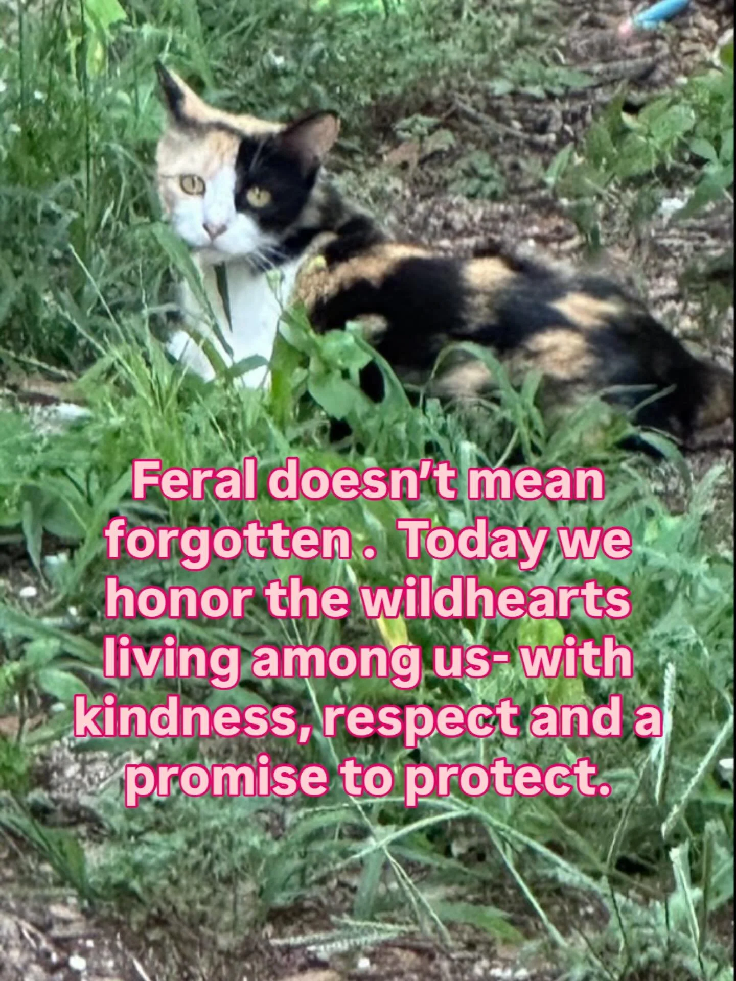 Happy National Feral Cat Day!