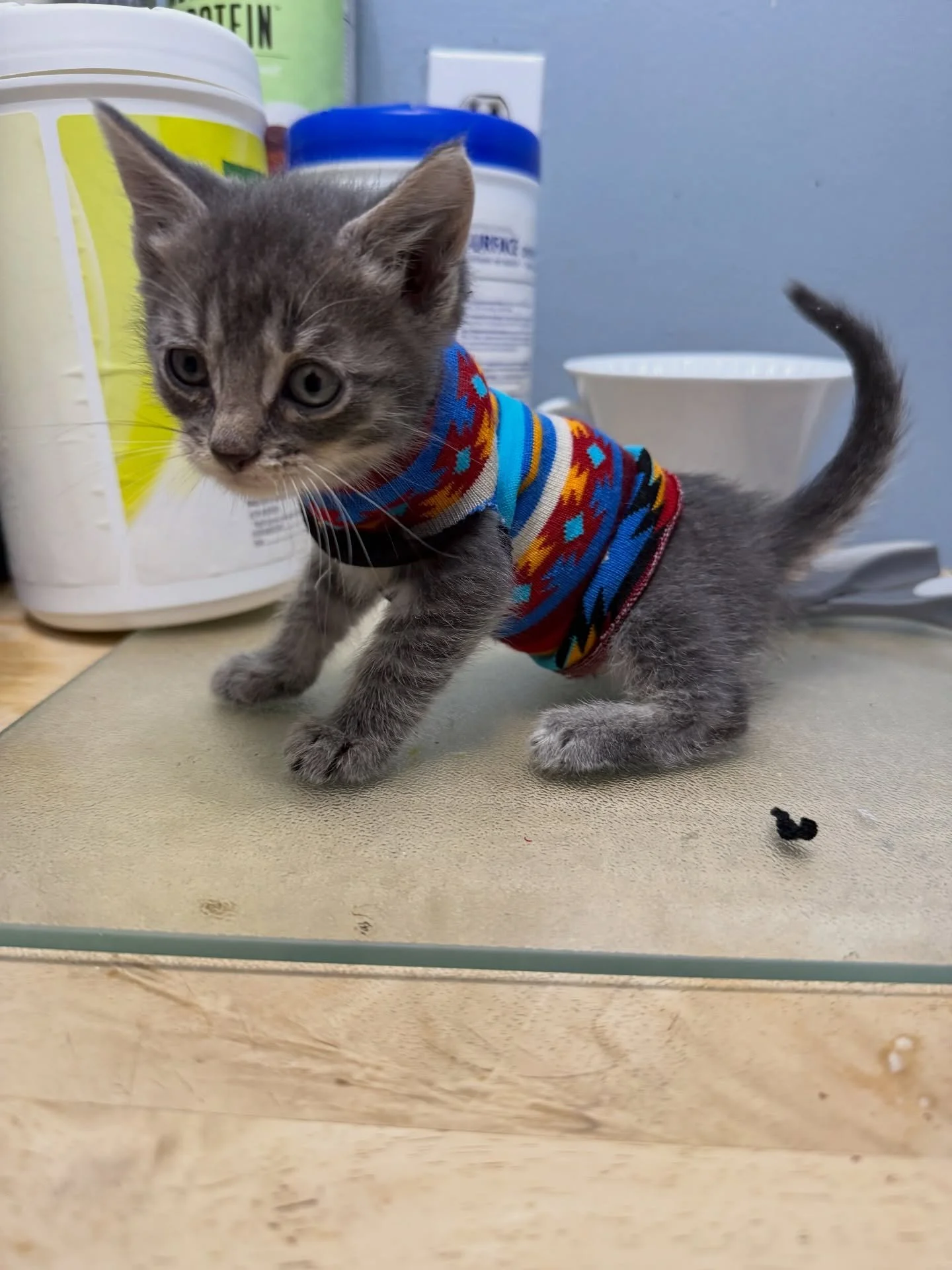 🐾 Meet Max 🐾
This brave little 6-week-old was found cold and alone in a backyard after last week&rsquo;s storm. He&rsquo;s now safe, warm, and doing well in our care. 

Max has already been vaccinated, received his meds, and is settling in beautifu