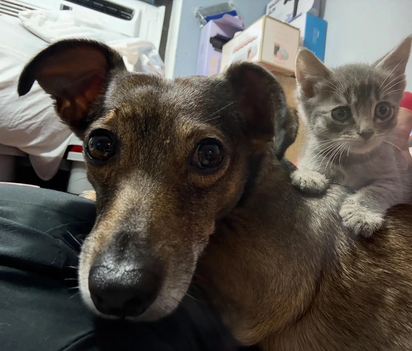 Just two besties hanging out🥹🐱🐶

#cat #catrescue #catsinthecity #fyp #catsofinstagram