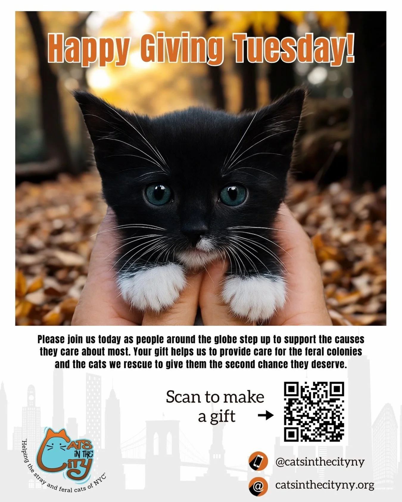 Happy Giving Tuesday! Today we&rsquo;re celebrating kindness, compassion, and every single person who shows up for cats in need. Your support helps frightened strays feel safe, gives sick kittens a fighting chance, and offers abandoned cats the hope 