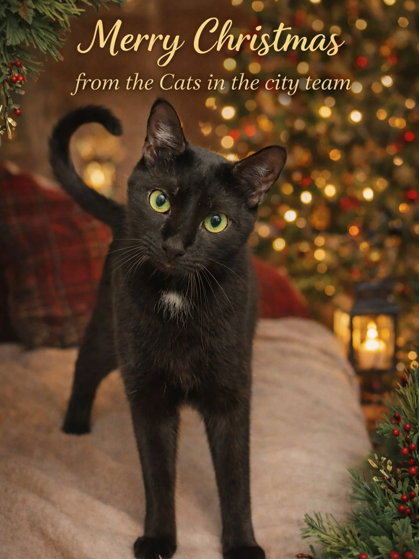All we want for Christmas is safe homes, warm hearts, and forever families 🎄🐾

From our Cats in the City crew to you&mdash;thank you for showing up, caring deeply, and making room for rescue this season.

May your holidays be cozy, your hearts full