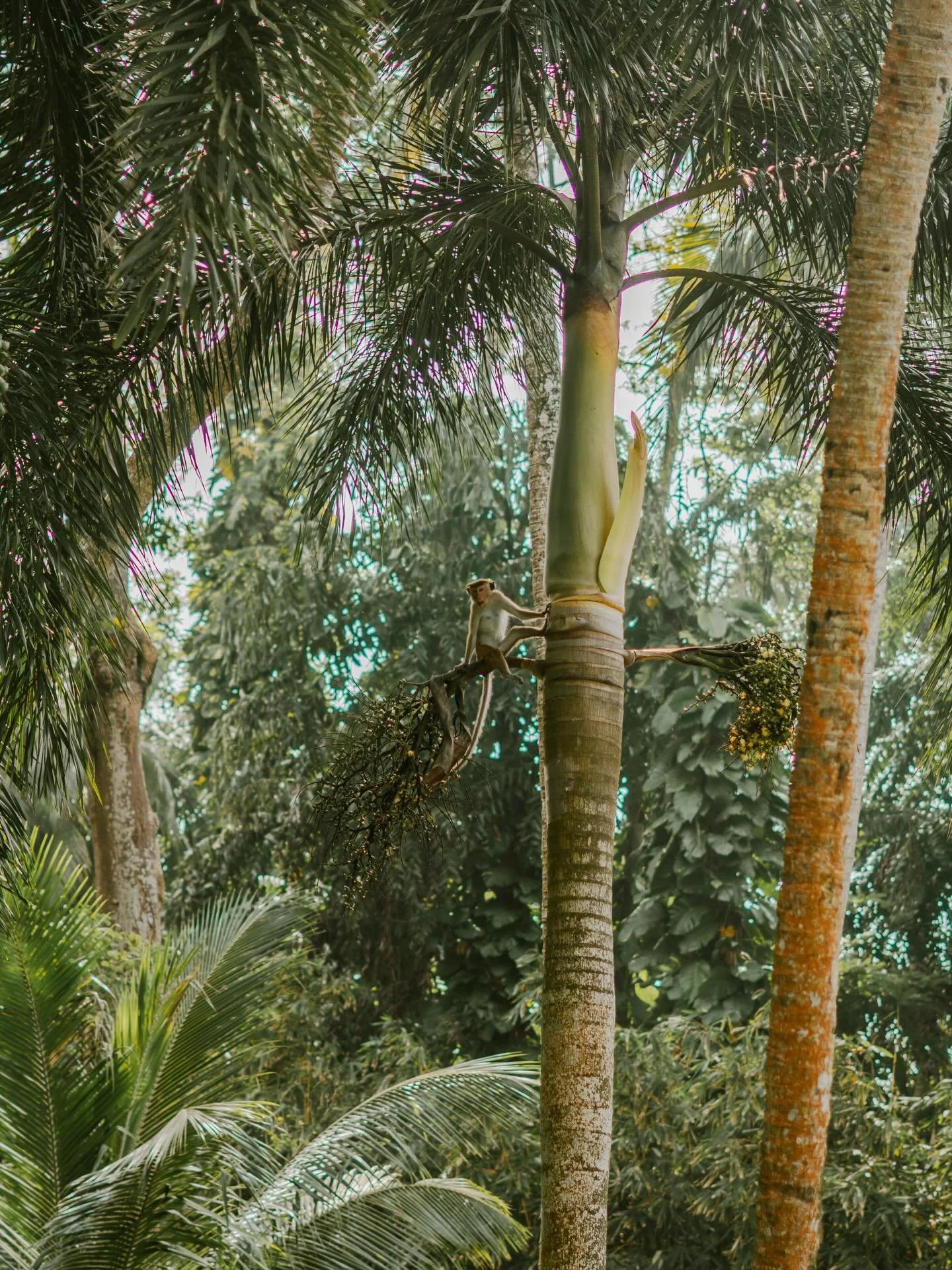 When we move in harmony with nature, we remember we were never separate from it. The same force that turns the tide and shifts the season lives in you too. 

🐒 at play at our Sri Lanka sanctuary in January