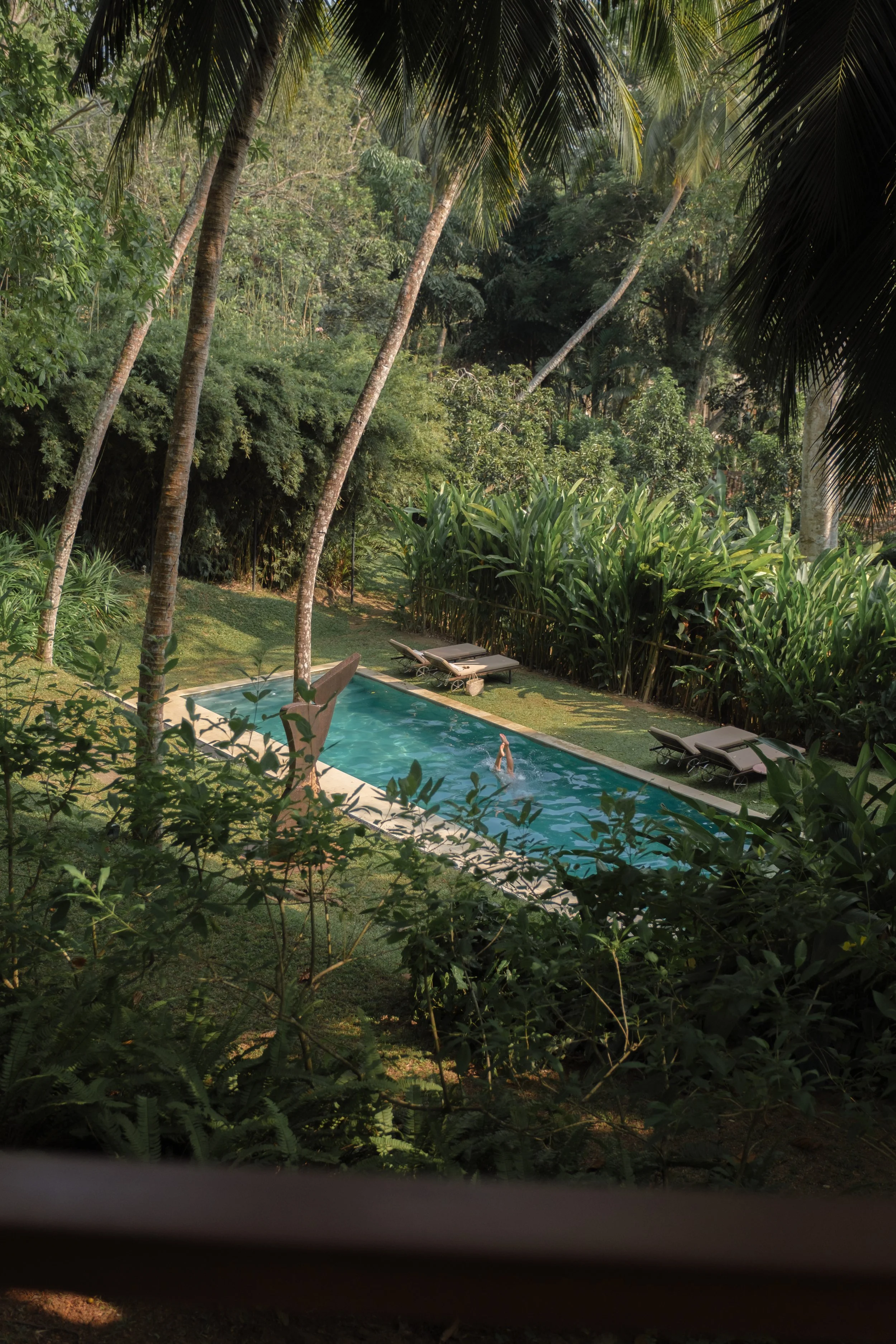 A person swimming in a rectangular pool surrounded by lush green tropical trees and plants.