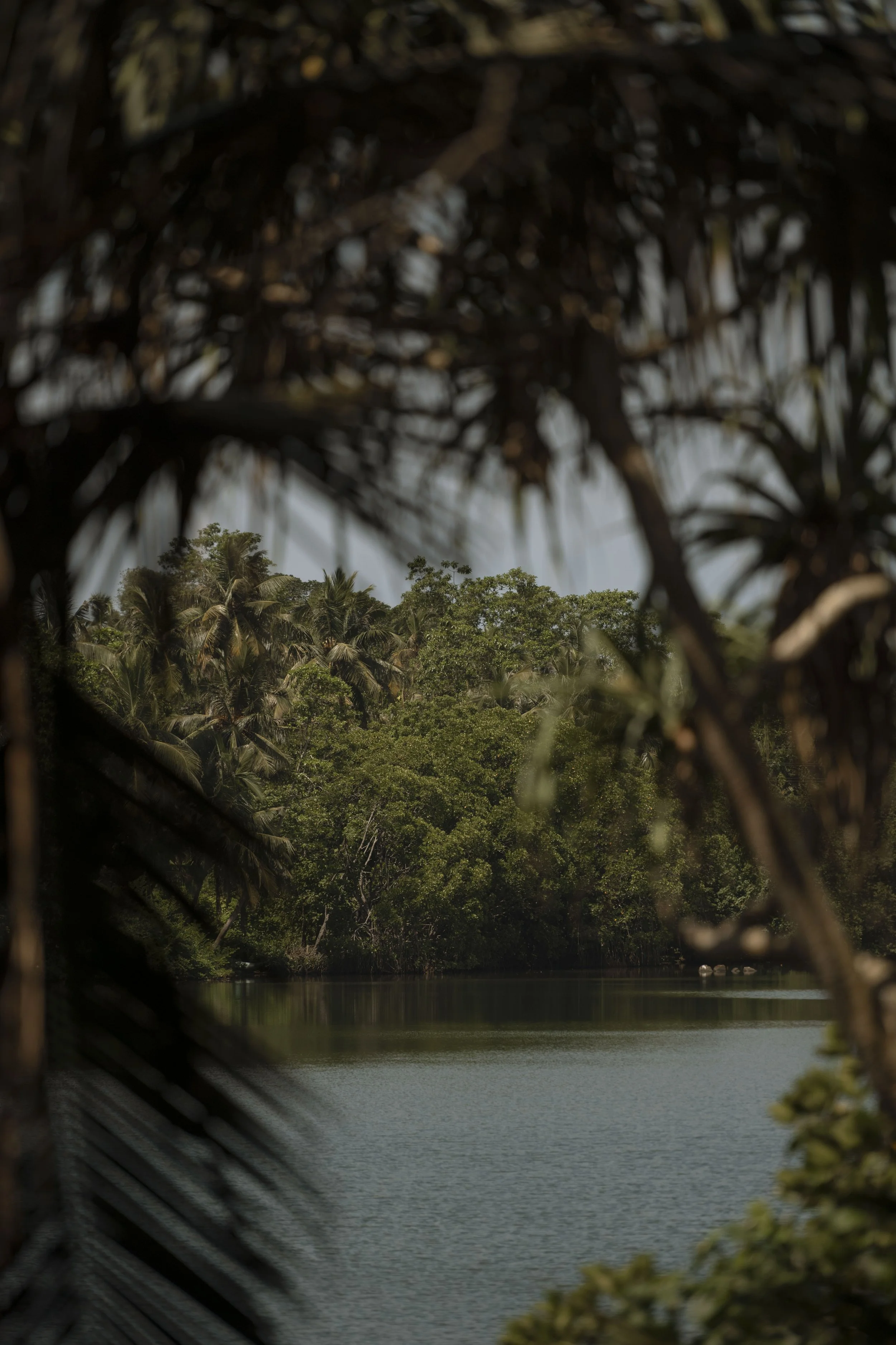 Tropical river scene framed by dark leaves, lush green trees and palm trees on the riverbank