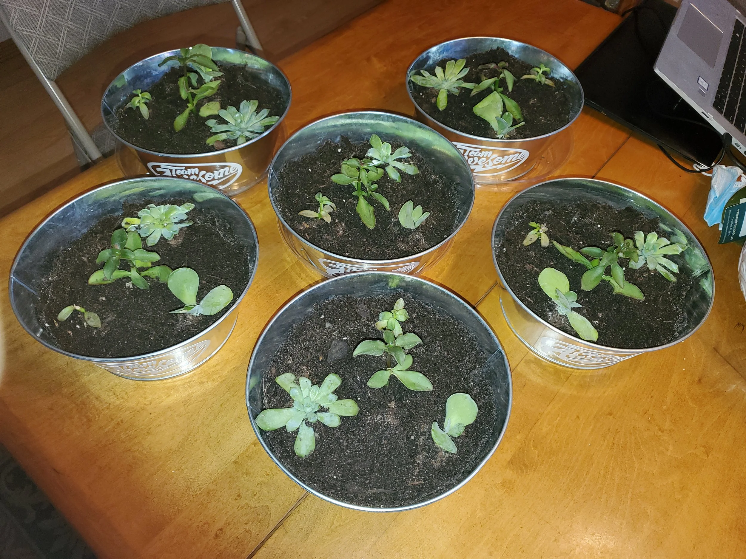 Six potted succulent plants on a wooden table, with a laptop and tissue nearby.