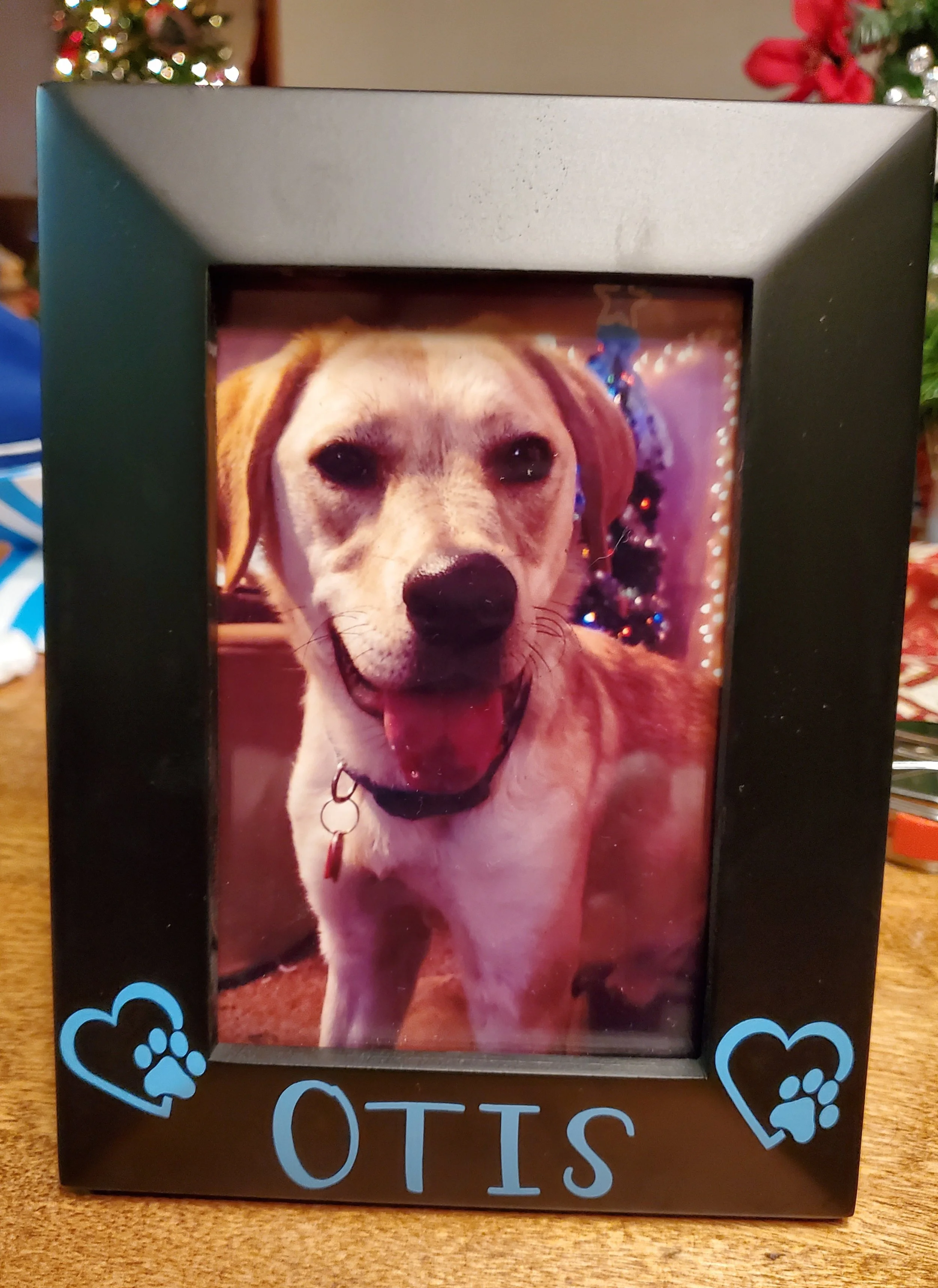 A framed photograph of a happy dog with a Christmas tree and decorations in the background.