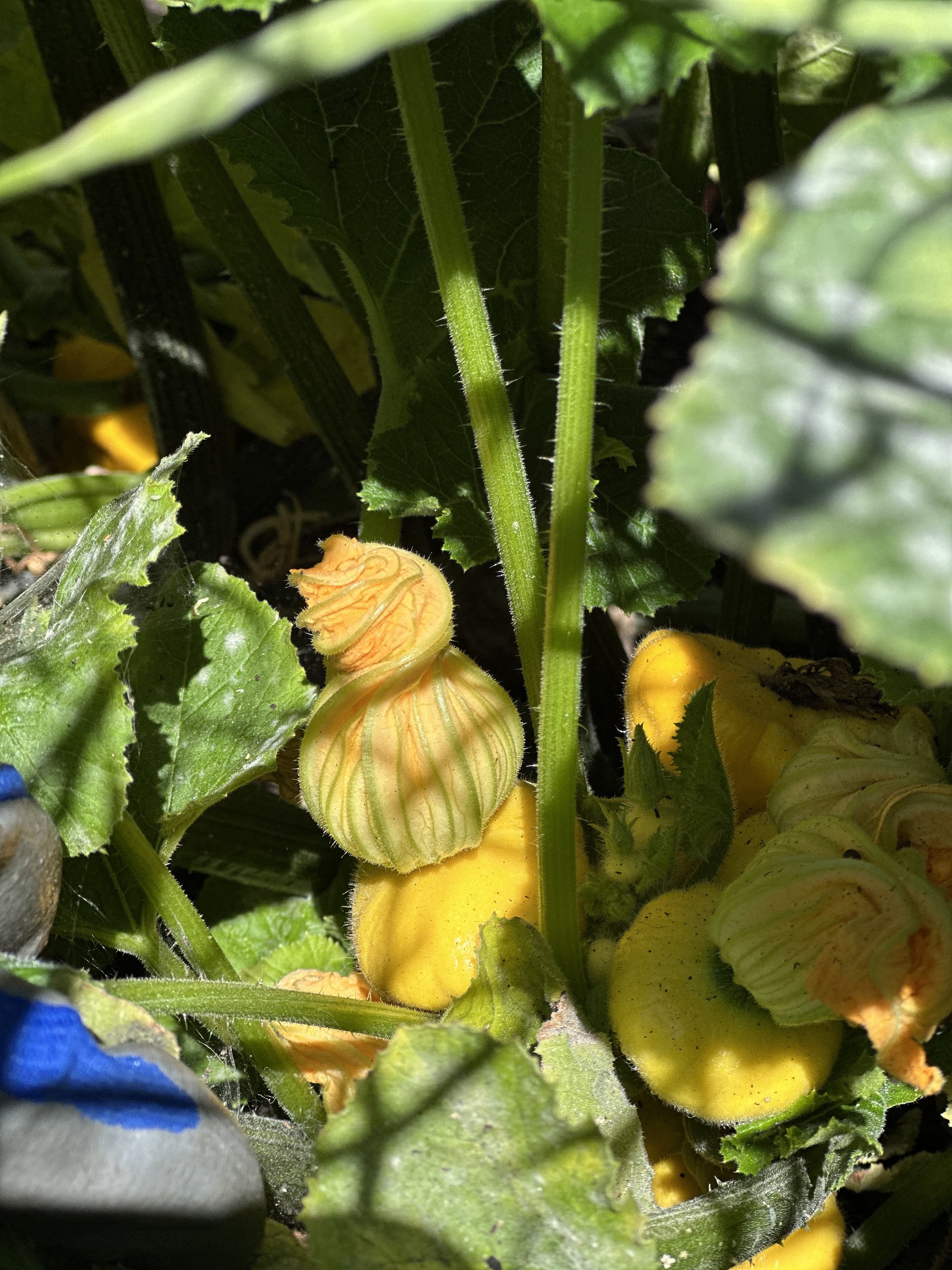 grow-gather-0926-IMG_1055.jpeg