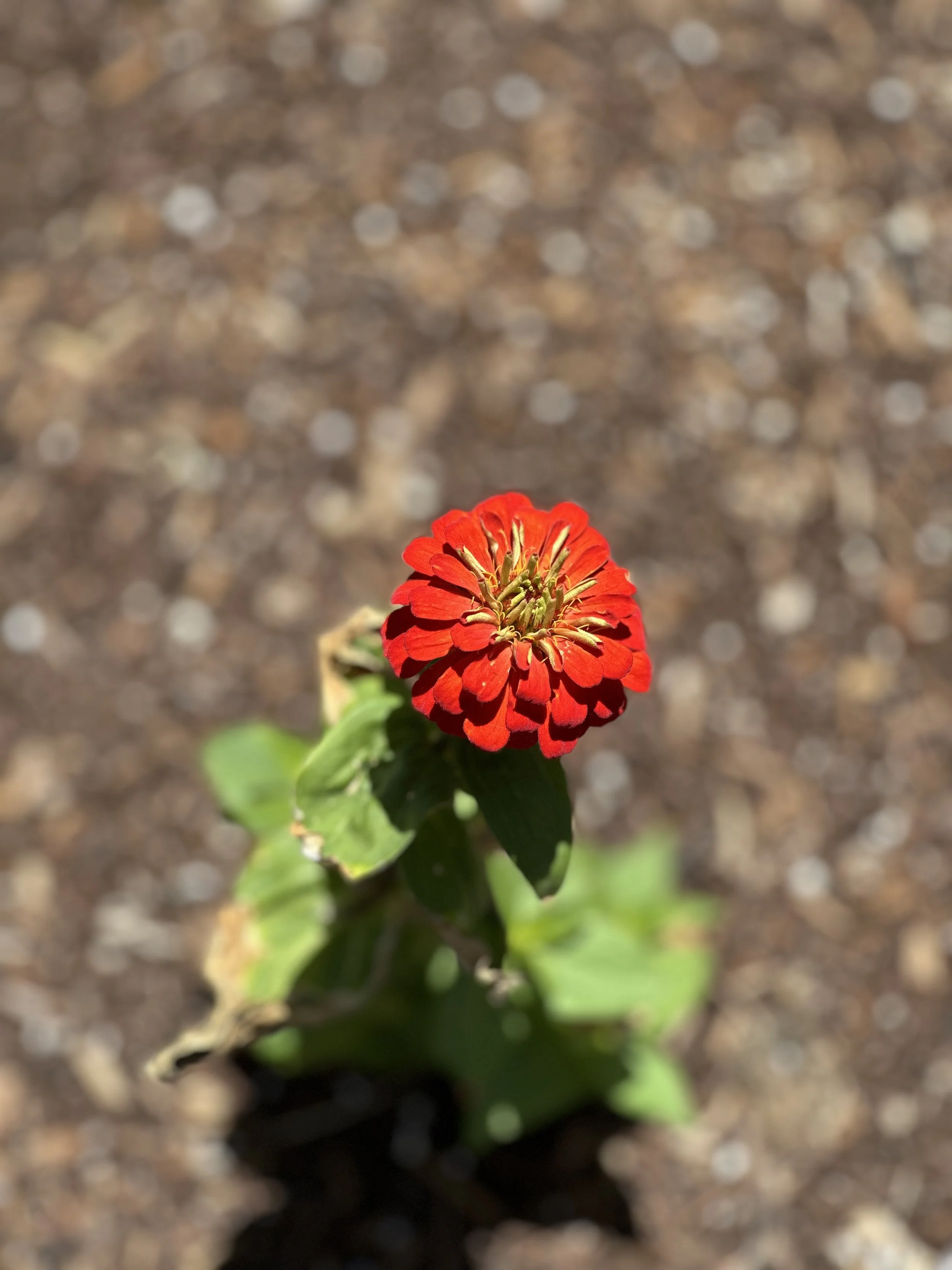 grow-gather-0726-IMG_9682.jpeg