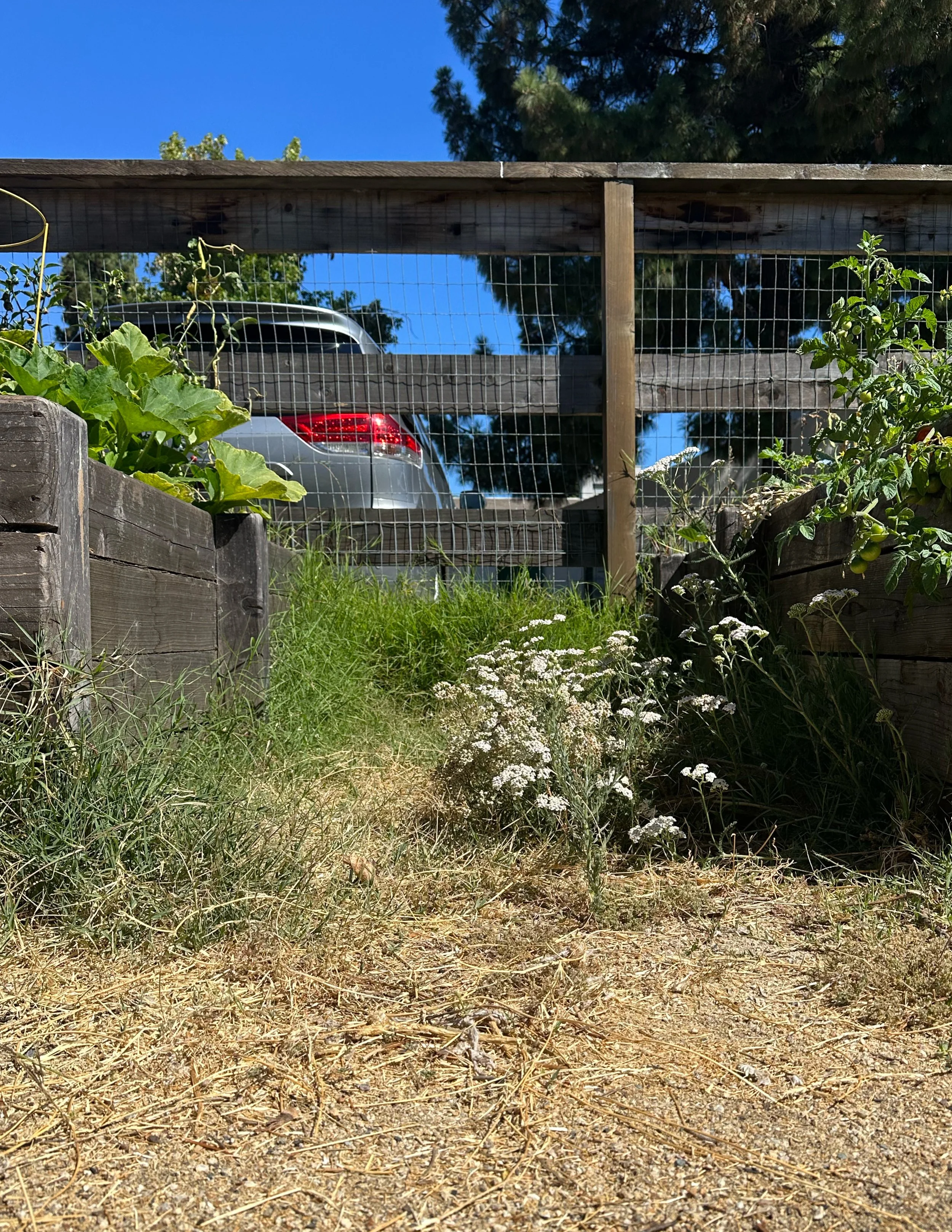 grow-gather-0726-before-after-Untitled - July 29, 2026 16.26 2.jpg